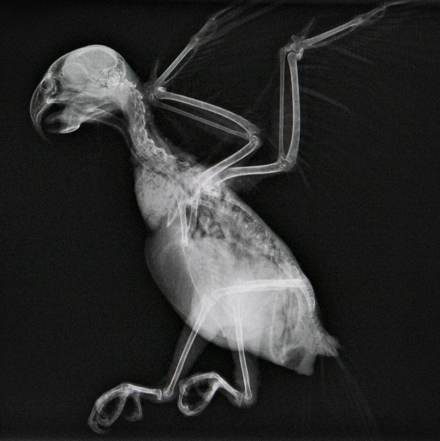 BirdRad.jpg