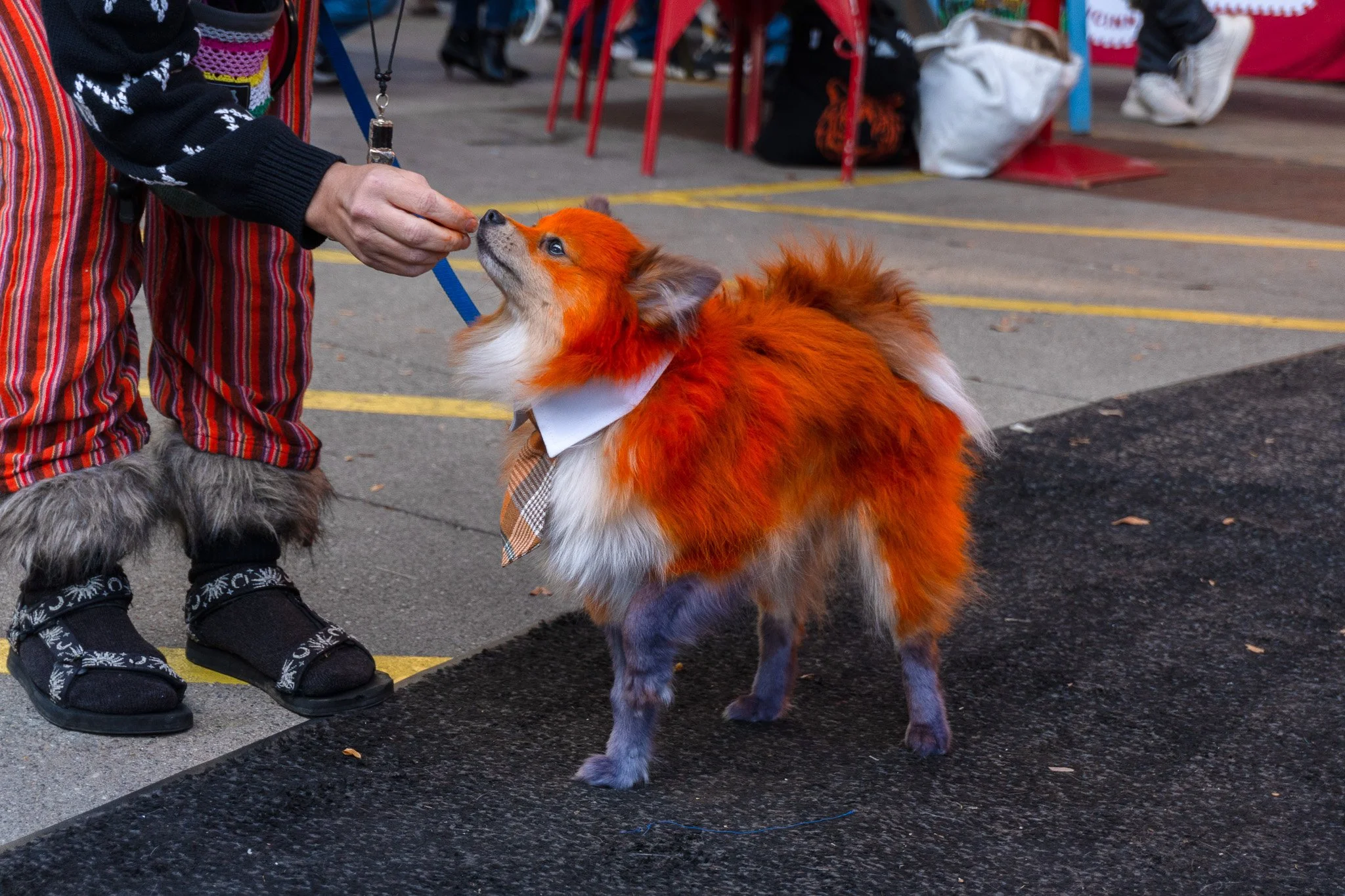 Howl-O-Ween Dog Costume Contest