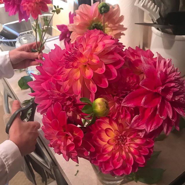 Cutting the dahlias for the last time this season. #swanislanddahlias