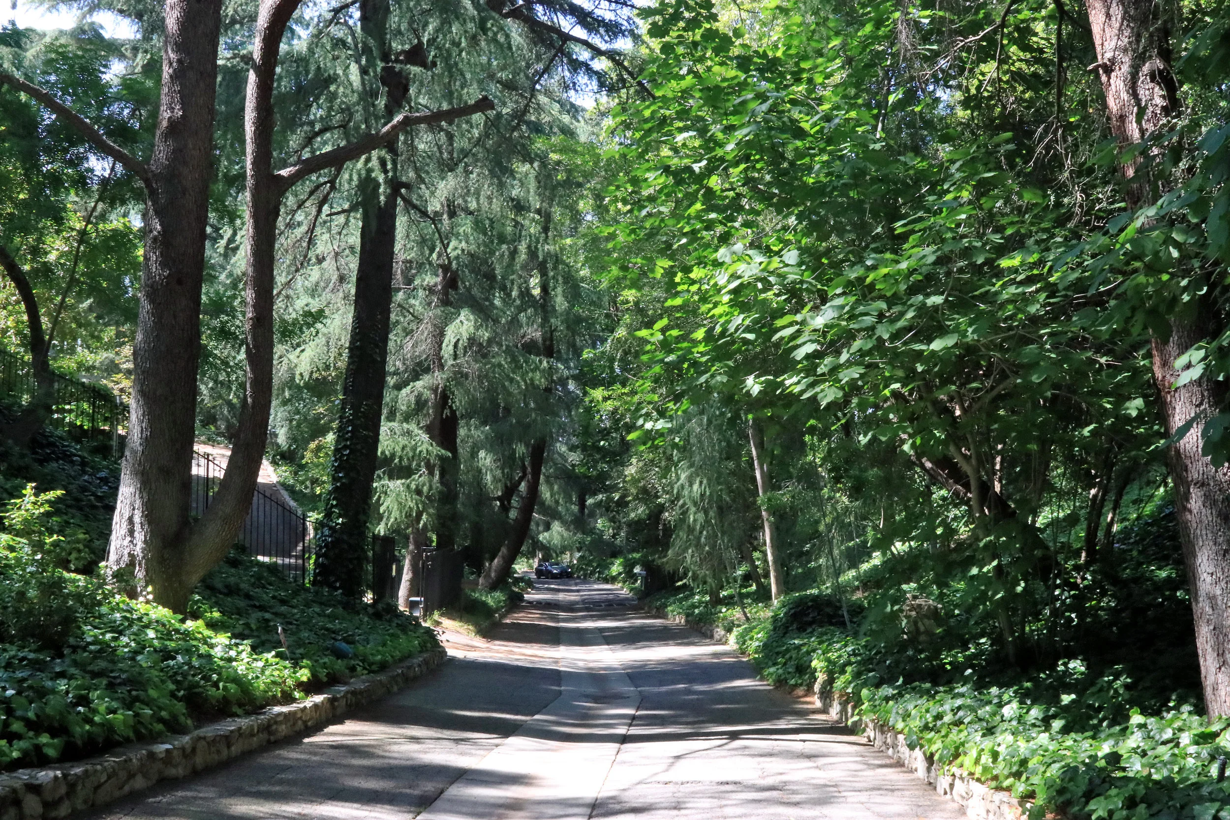 Deodar Lane in the Forest Hills Neighborhood