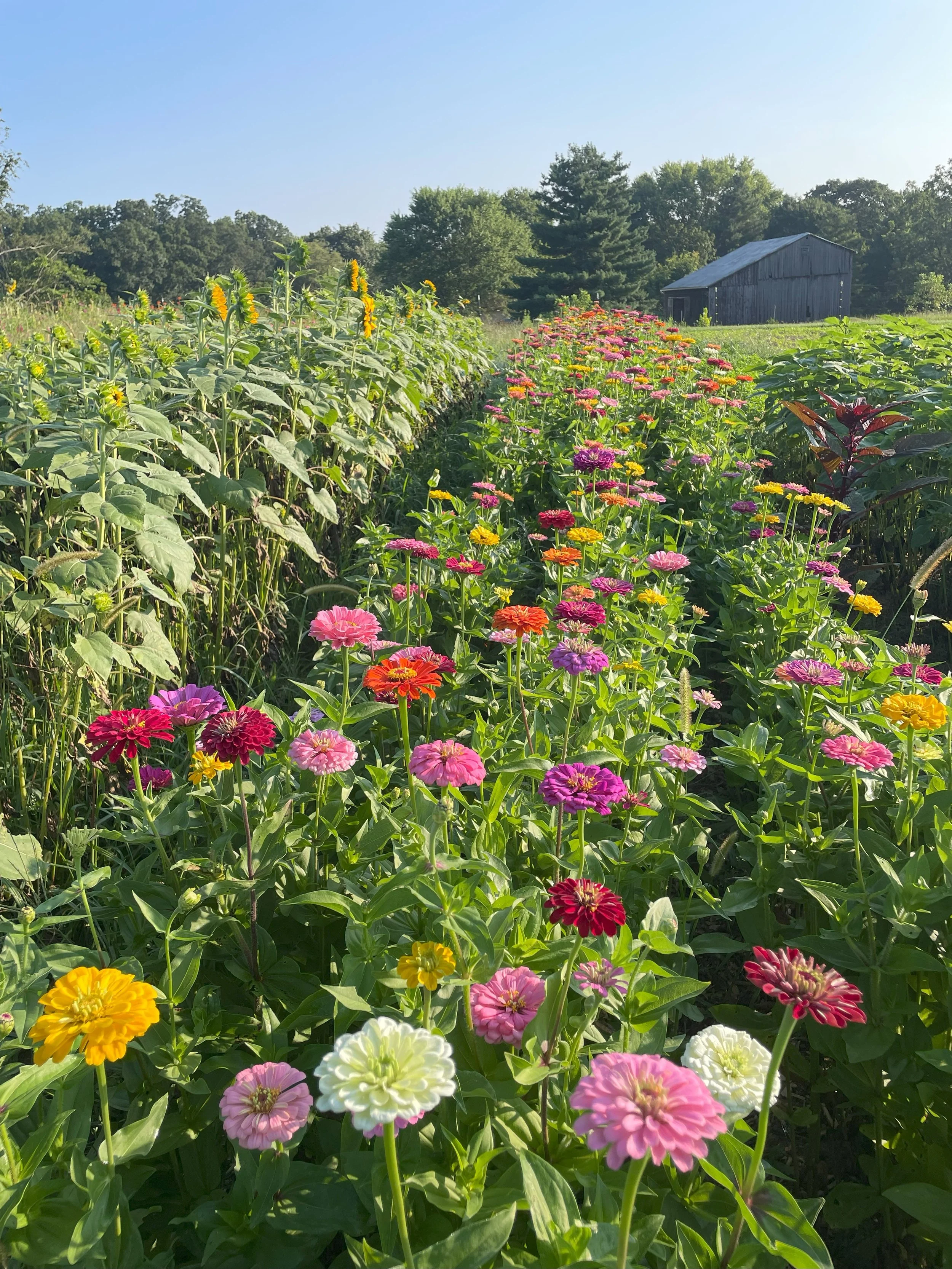 zinniabenarysgiantmix.jpg