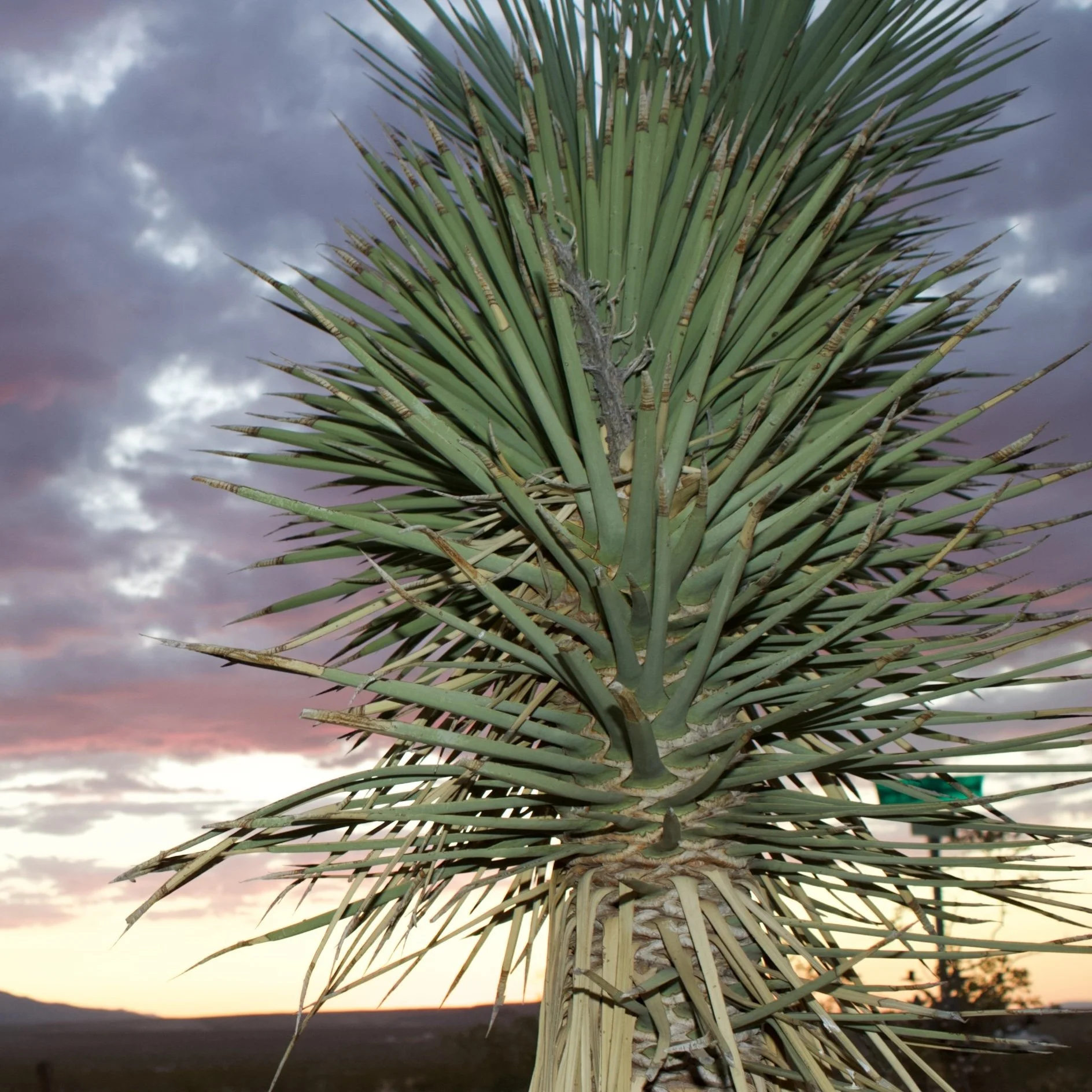 Desert plant at sunset in Joshua Tree during outdoor event.