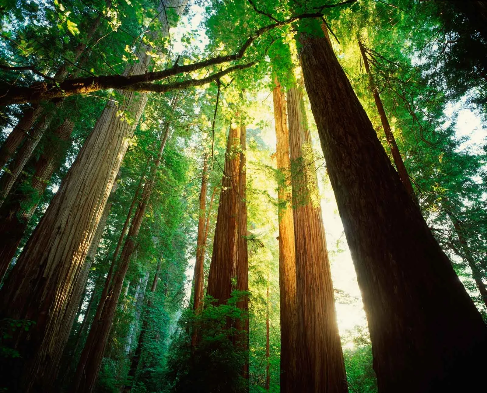E VIP tours redwood.jpg