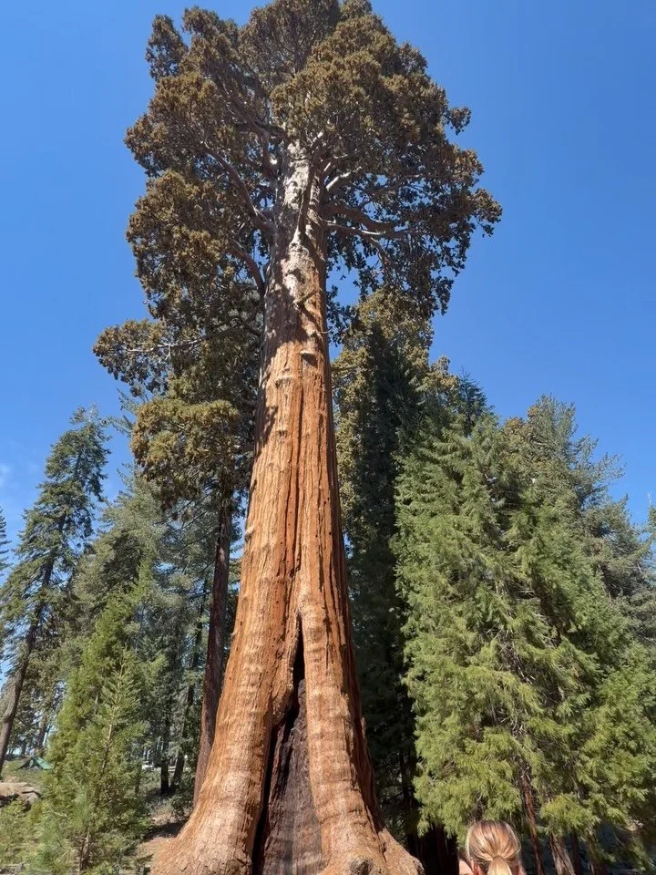 Day 1 of 3. Giant Sequoias to Moro Rock to Kings Canyon. Big trees to bigger views. #californiatourism #nationalparksusa #sanfrancisco #sequoianationalpark