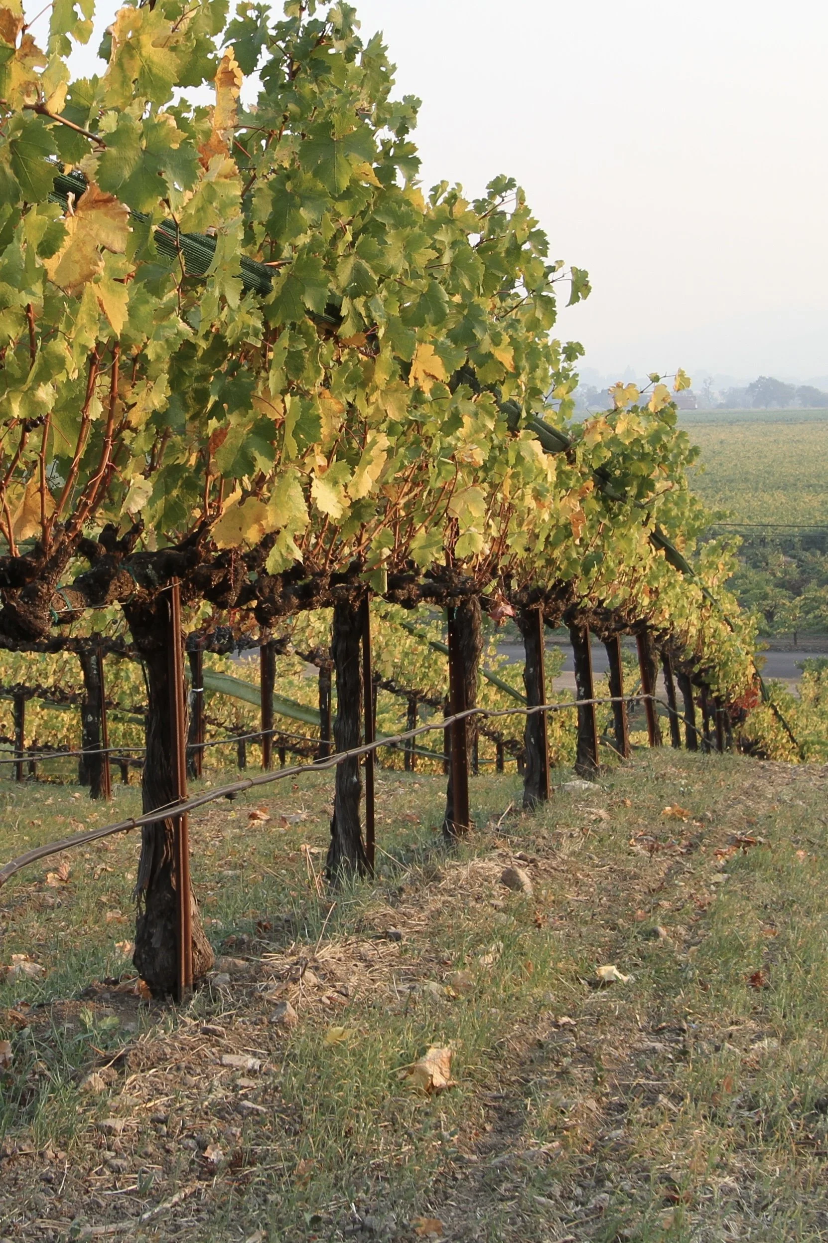 Private Napa Valley wine tour in luxury SUV visiting premium wineries and scenic vineyards with a professional local guide