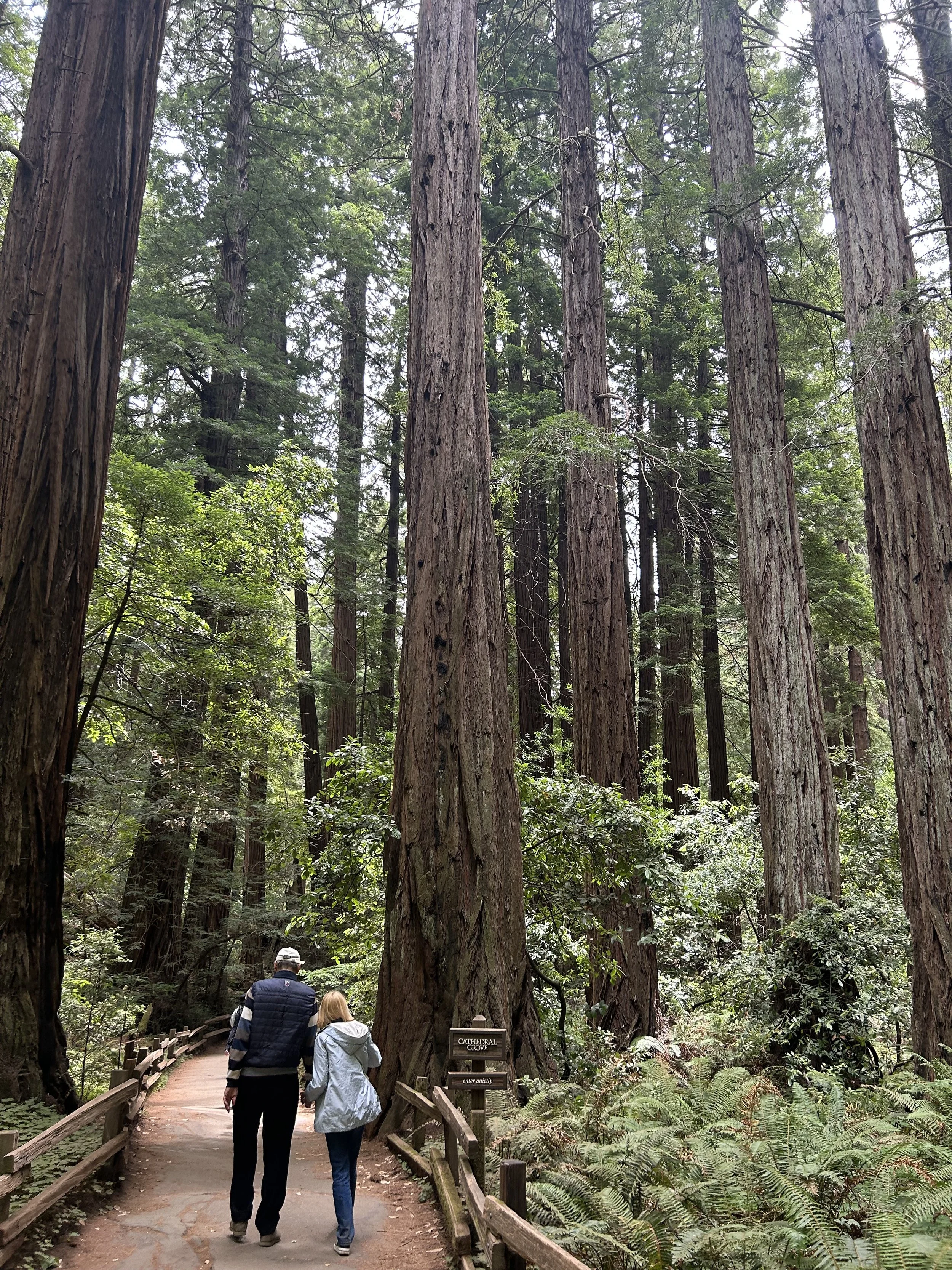 Towering coastal redwood trees in Muir Woods National Monument with sunlight filtering through the forest canopy and a peaceful walking trail
