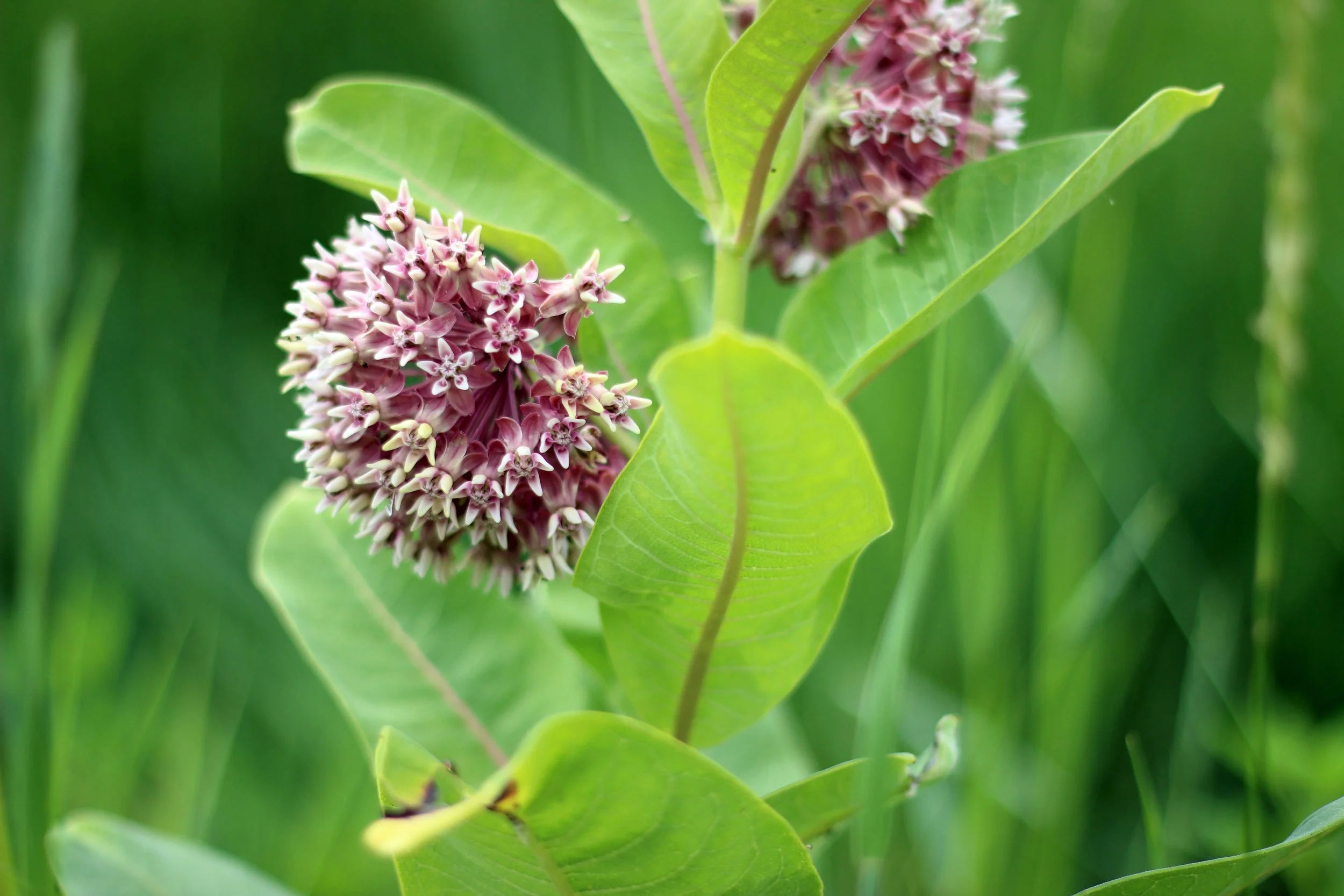 Common Milkweed