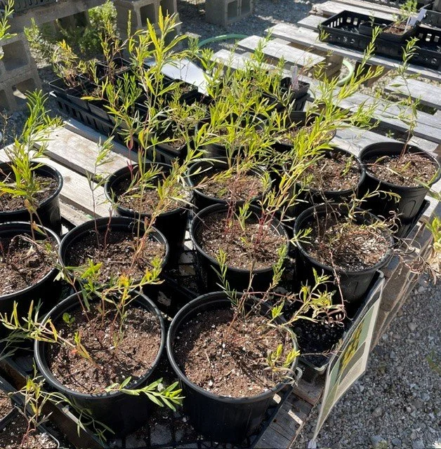 Prairie Coreopsis 26.jpg