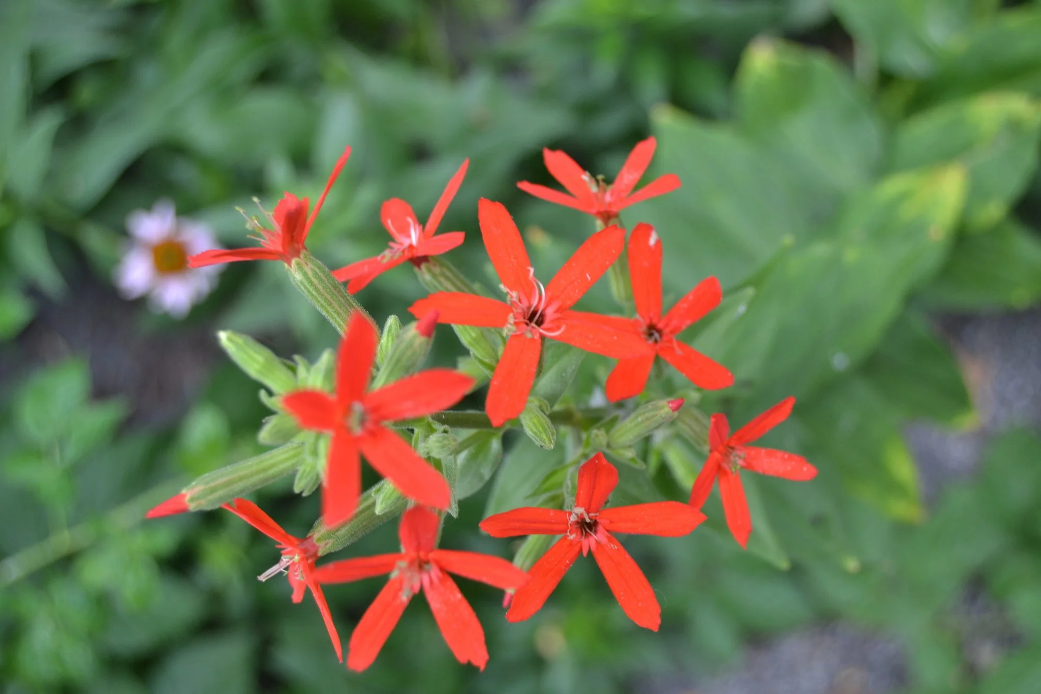 Royal Catchfly