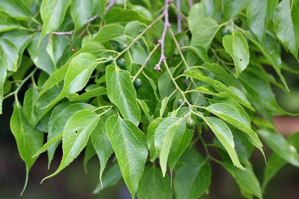 Hackberry-Tree-Foliage-1024x683.jpg