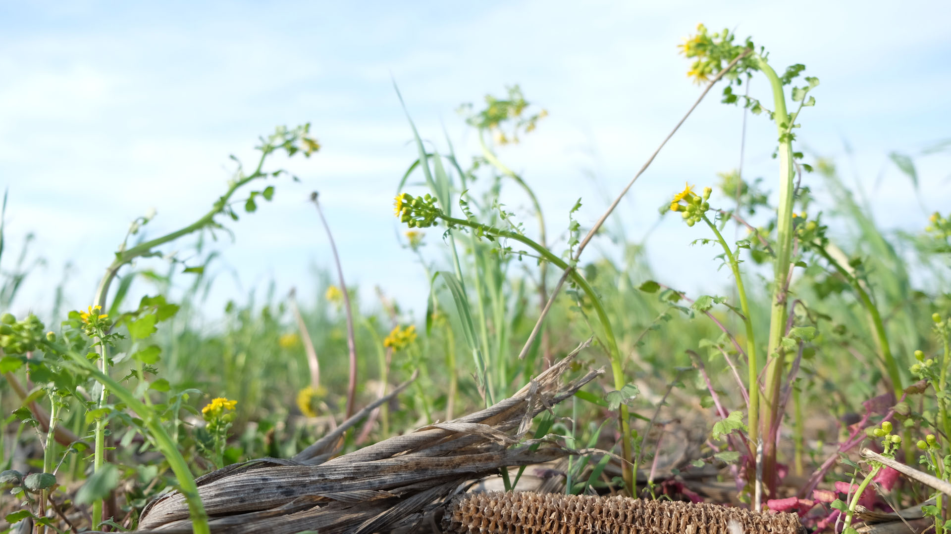 Cover crop and residue copy.JPG