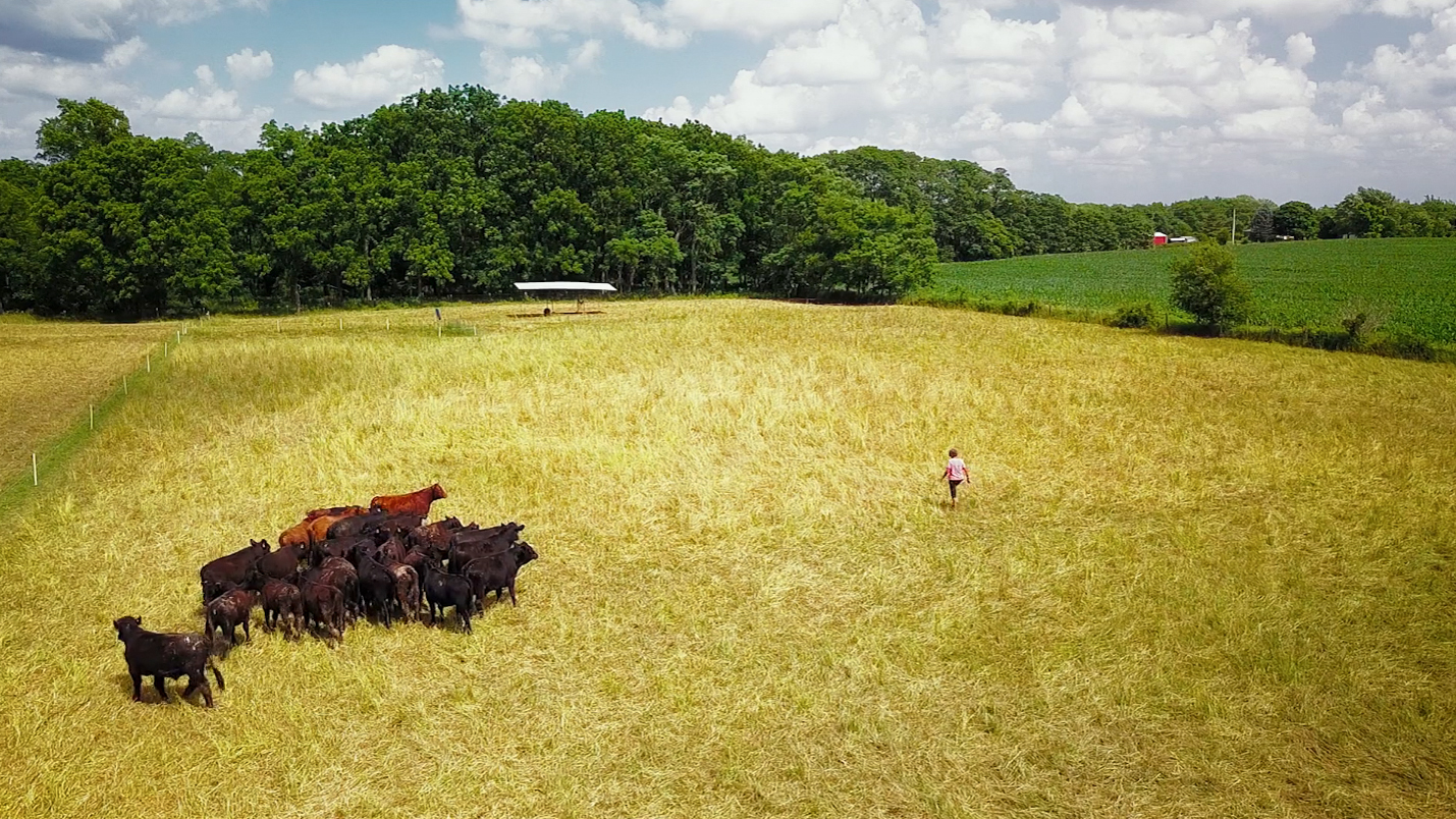 Kathy aerial with cows copy 2.jpg