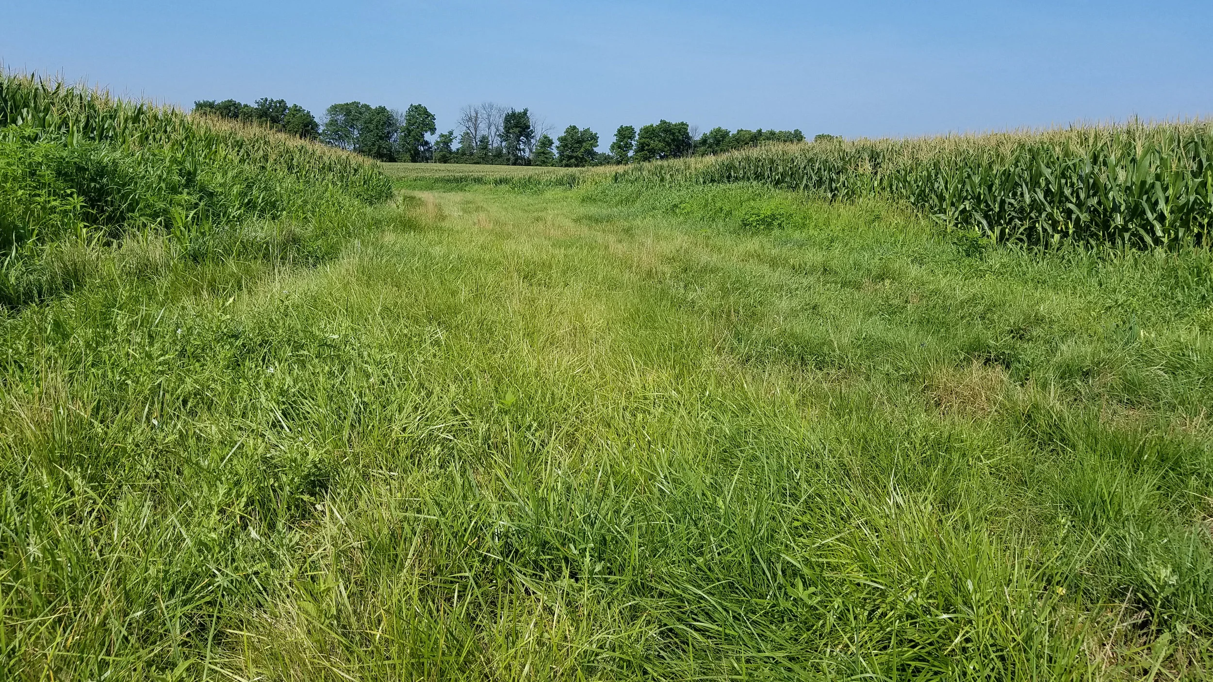Grassed waterway