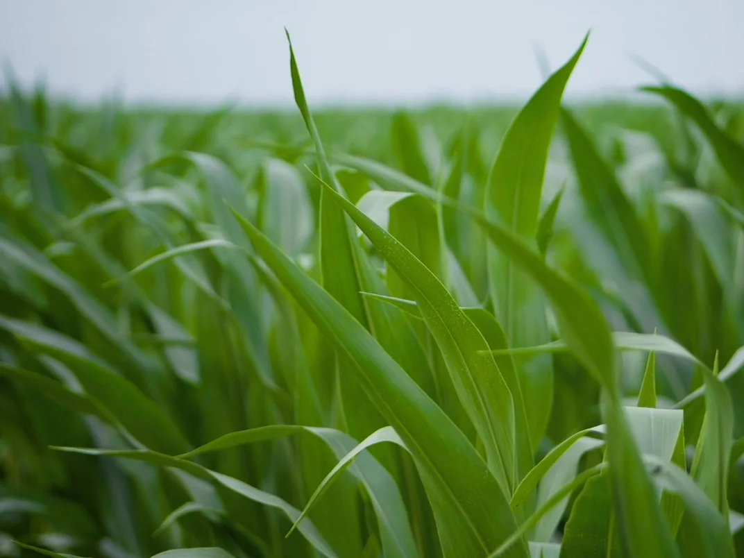 Corn leaves closeup.jpg