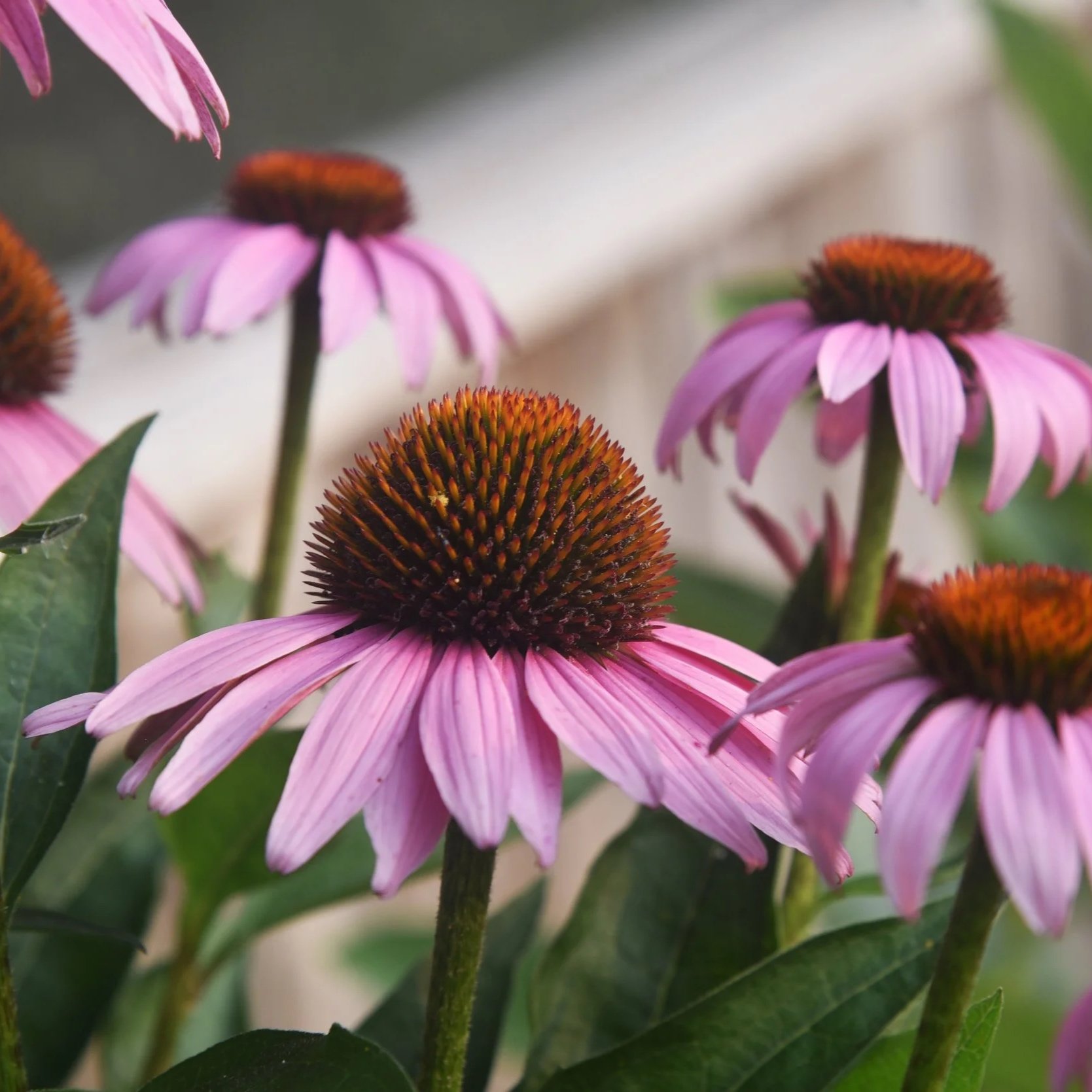 purple-coneflower.jpg