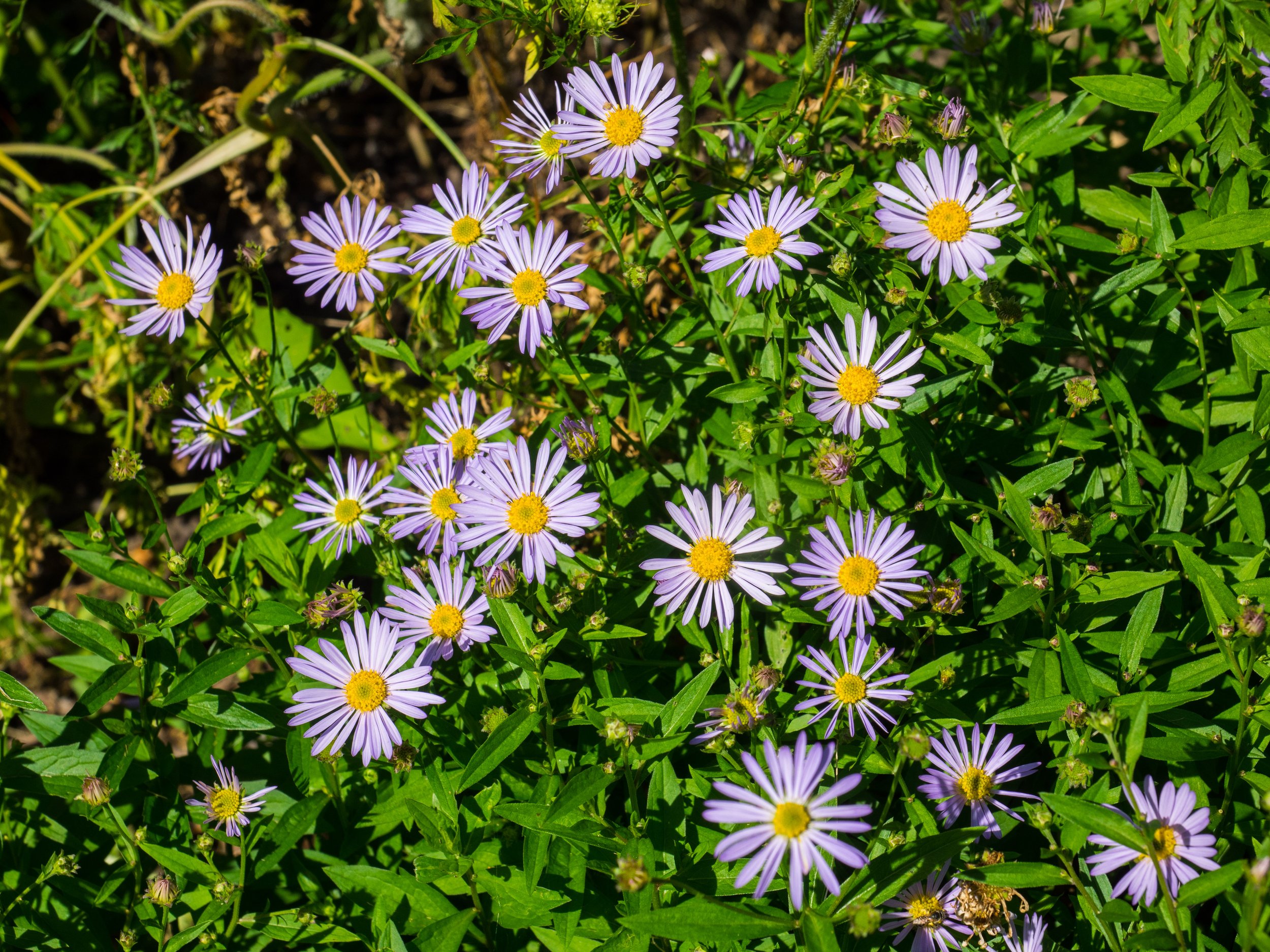 False Aster