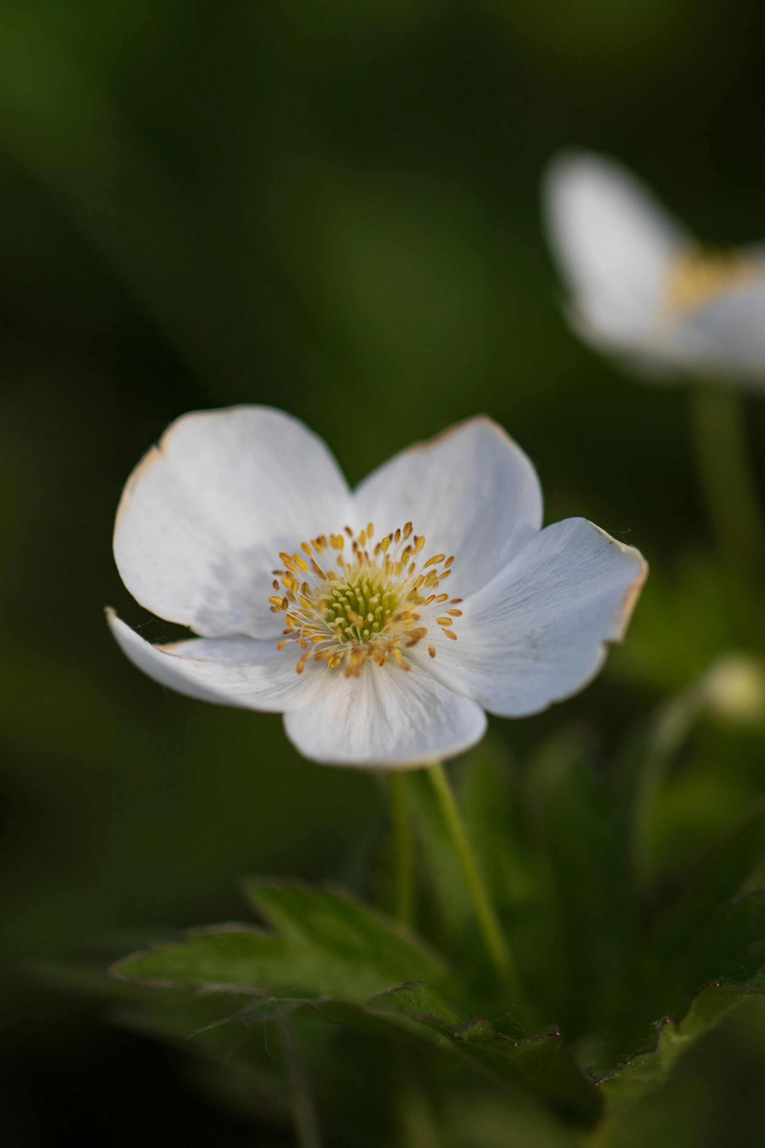 Canada Anemone