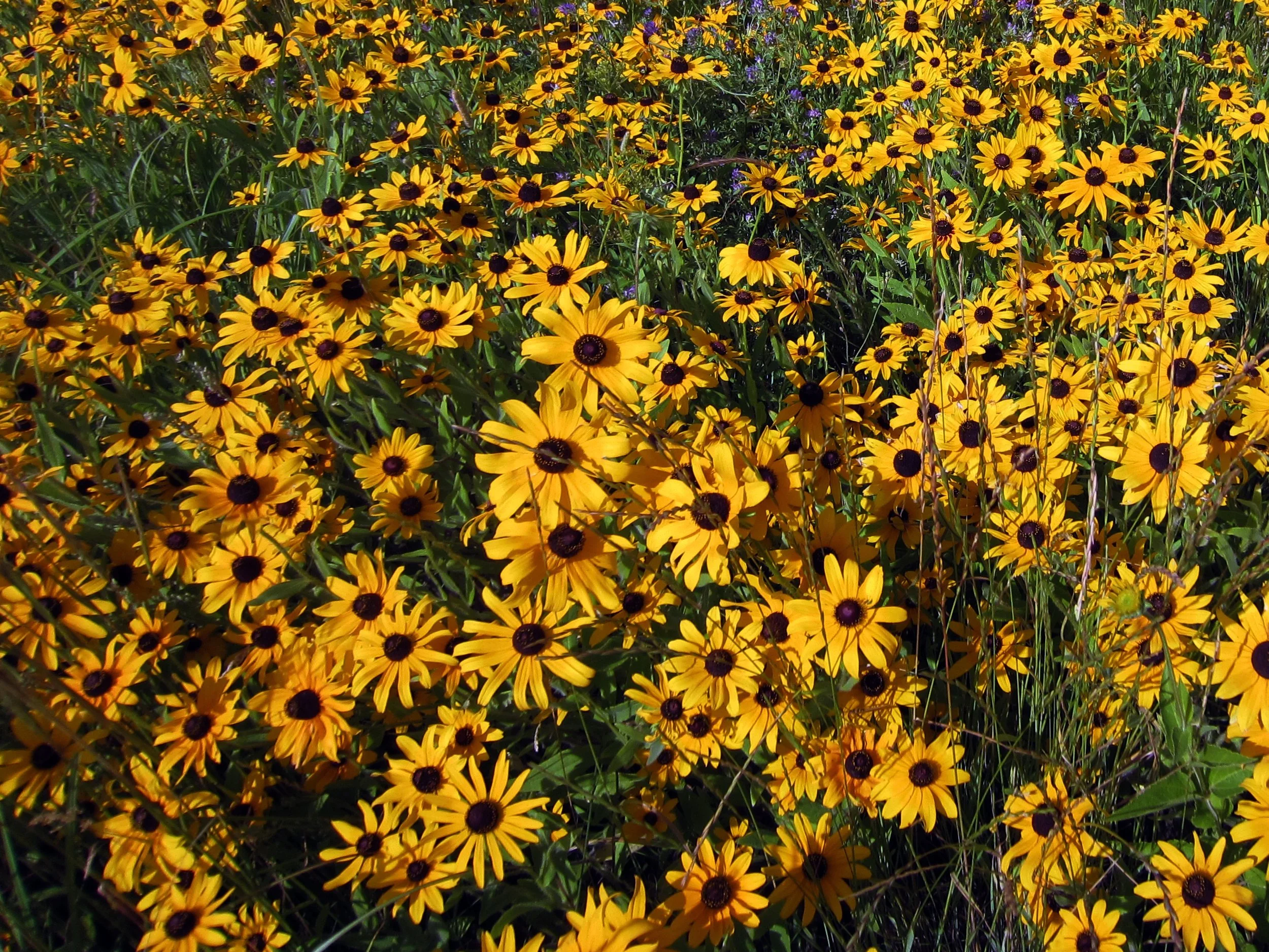 Black-eyed Susan