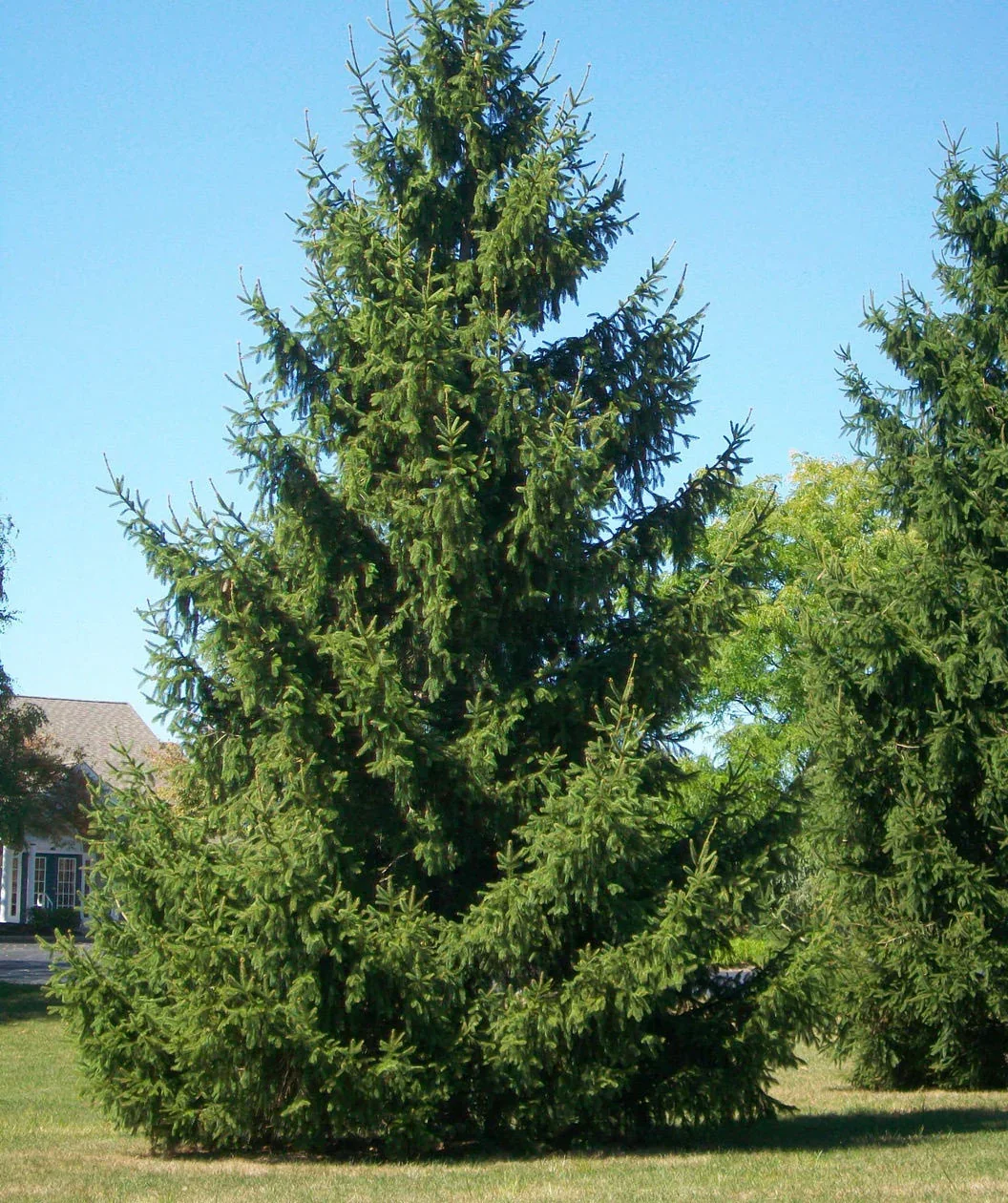 NorwaySpruce4.webp