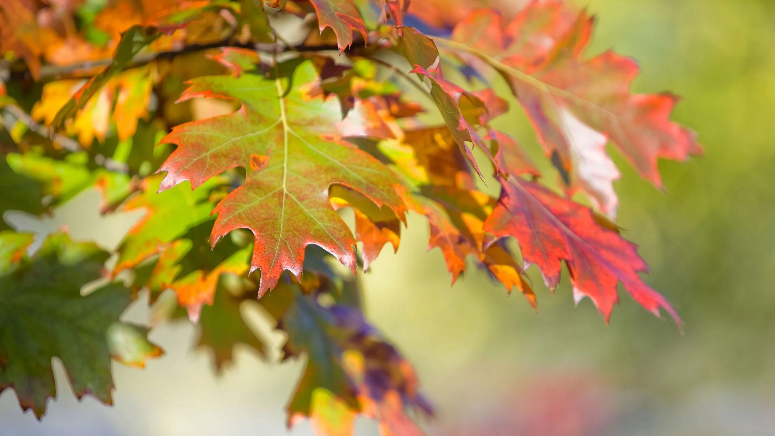 red oak tree.webp