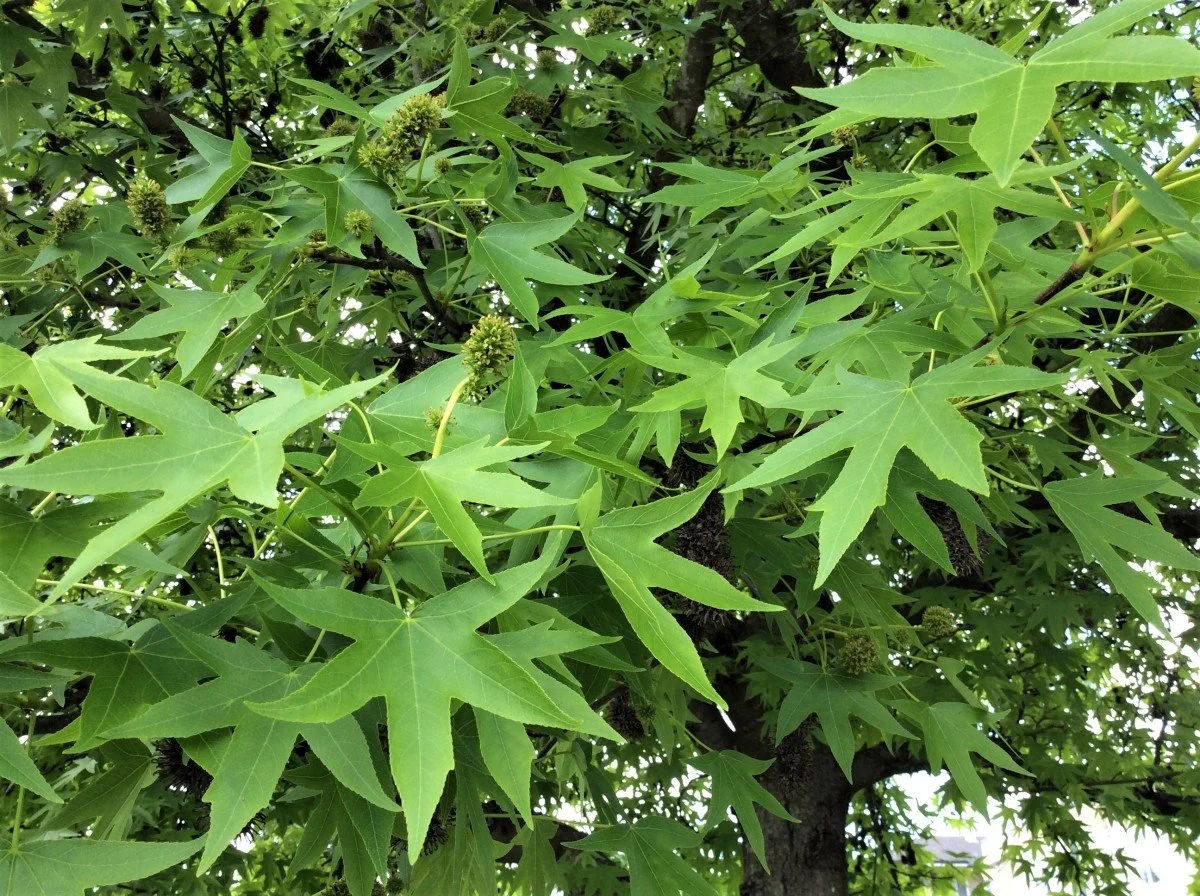 sweet-gum-or-liquidambar-styraciflua-an-ornamental-tree-in-bc.jpg
