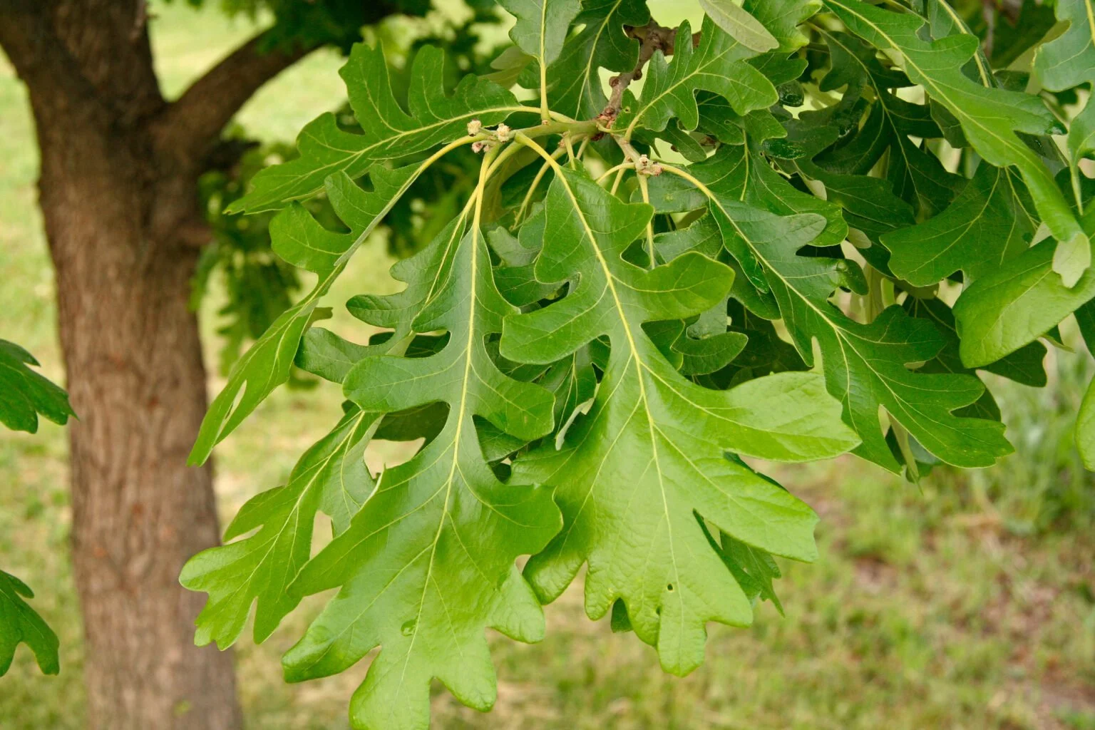 bur_oak_05_30_c_rmdnat_some_rights_reserved_cc-by-nc.jpg