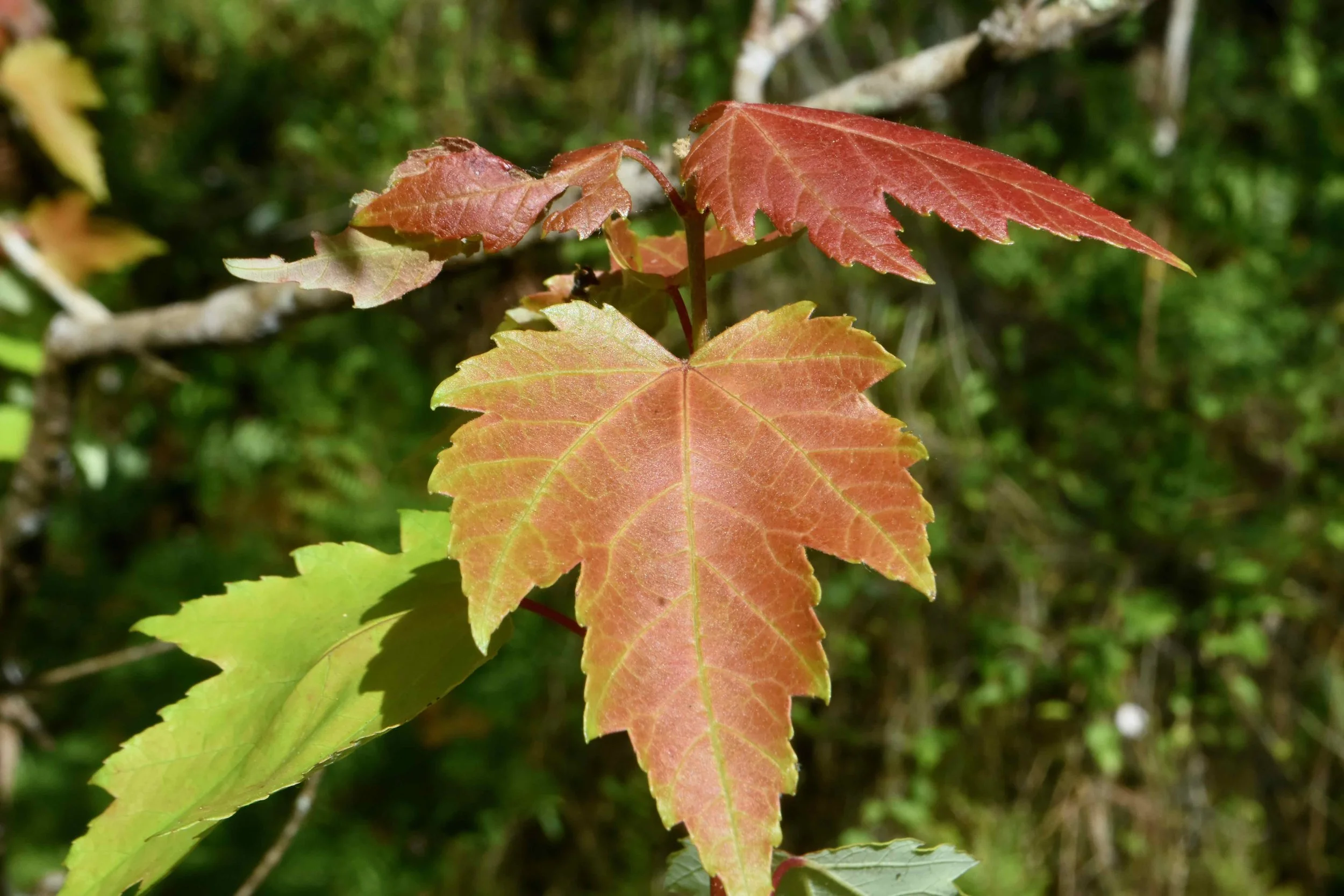 red.maple.1.jpeg