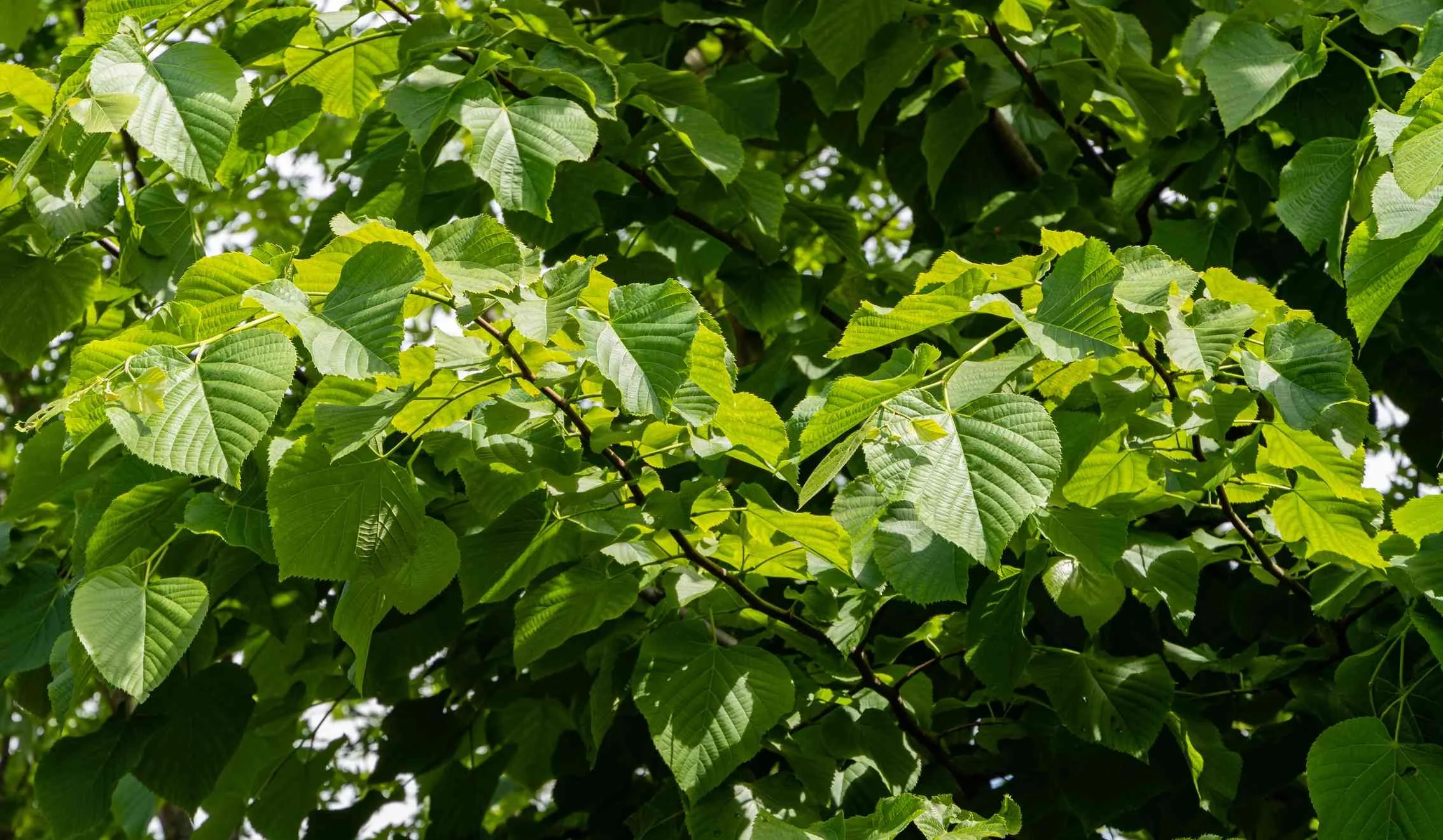 AmericanBasswood.webp