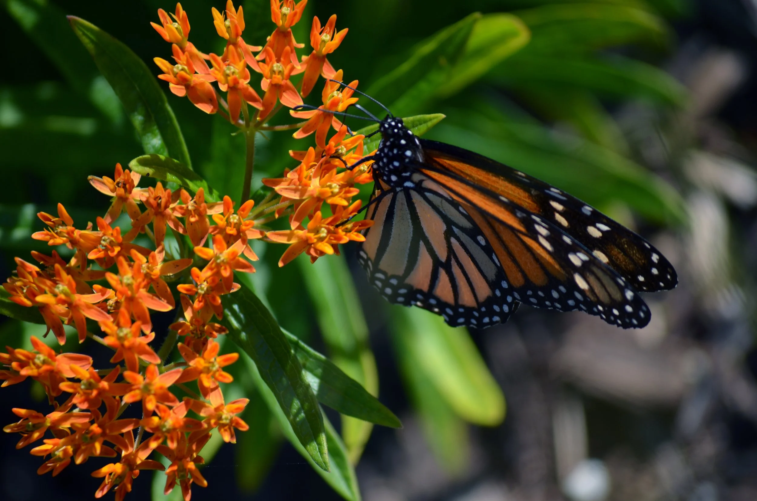 Butterfly Weed