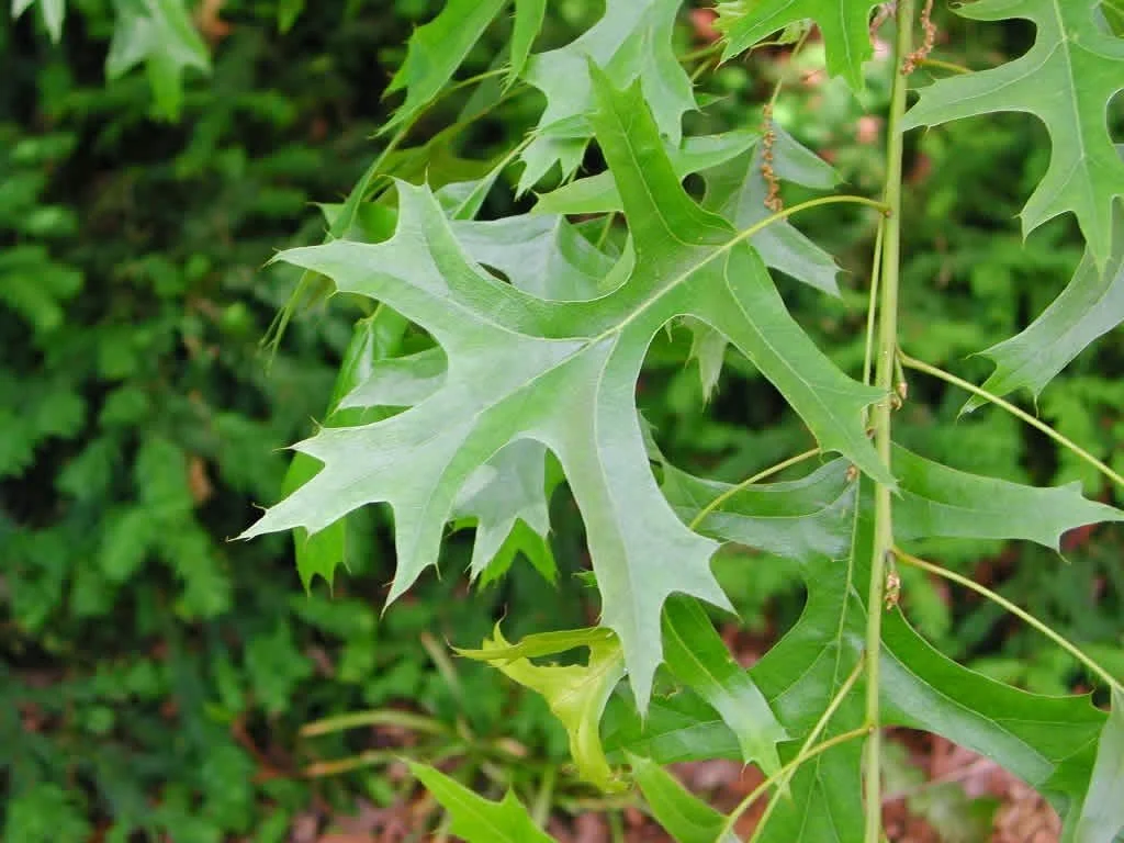 Quercus palustris - Pin Oak 06.jpg