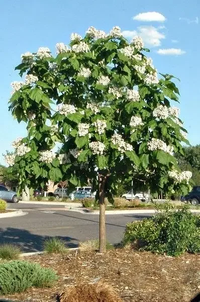 northern catalpa.webp