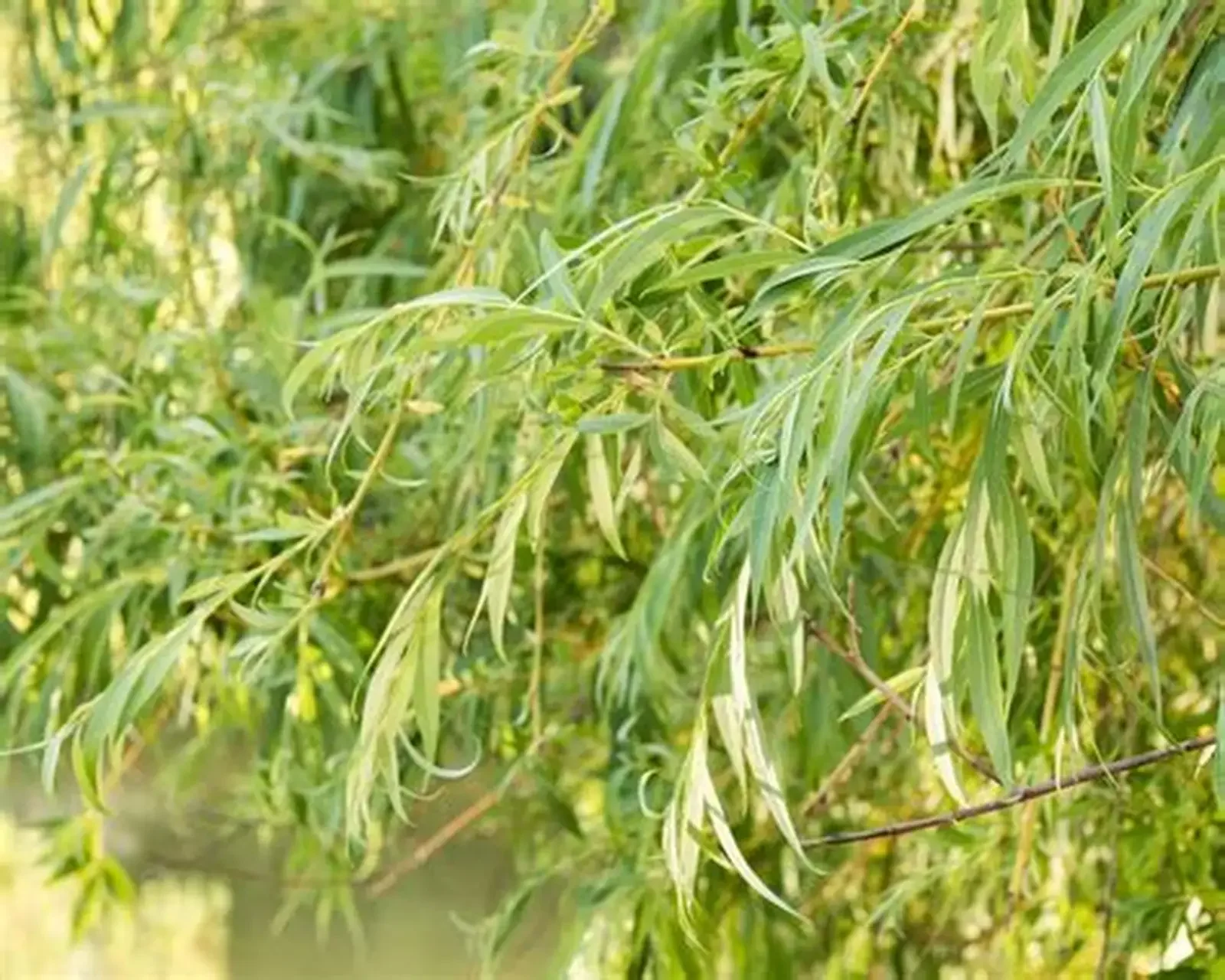 black williow.webp