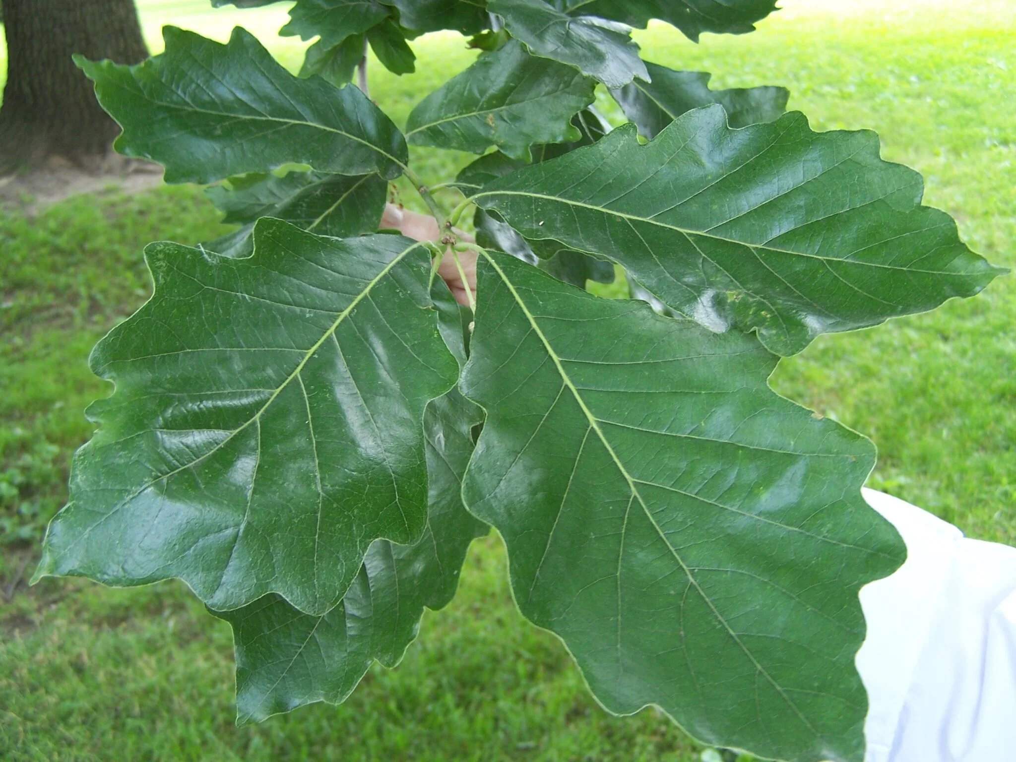 Quercus-bicolor-Swamp-White-Oak-scaled.jpg
