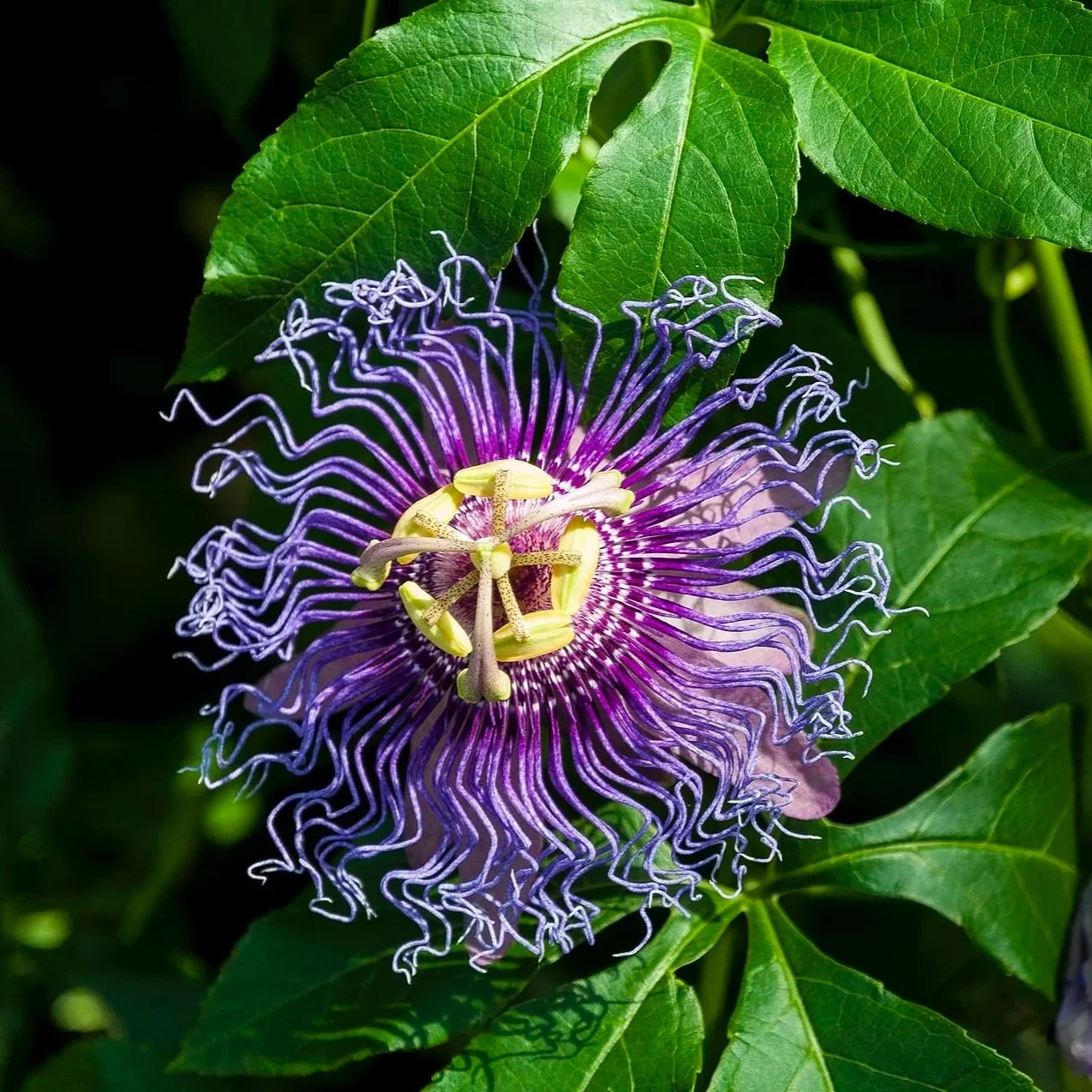 purple-passionflower.jpg