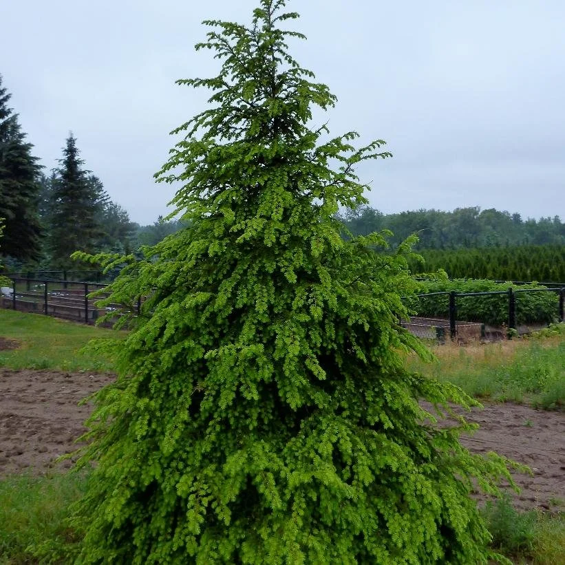 canadian hemlock.jpg