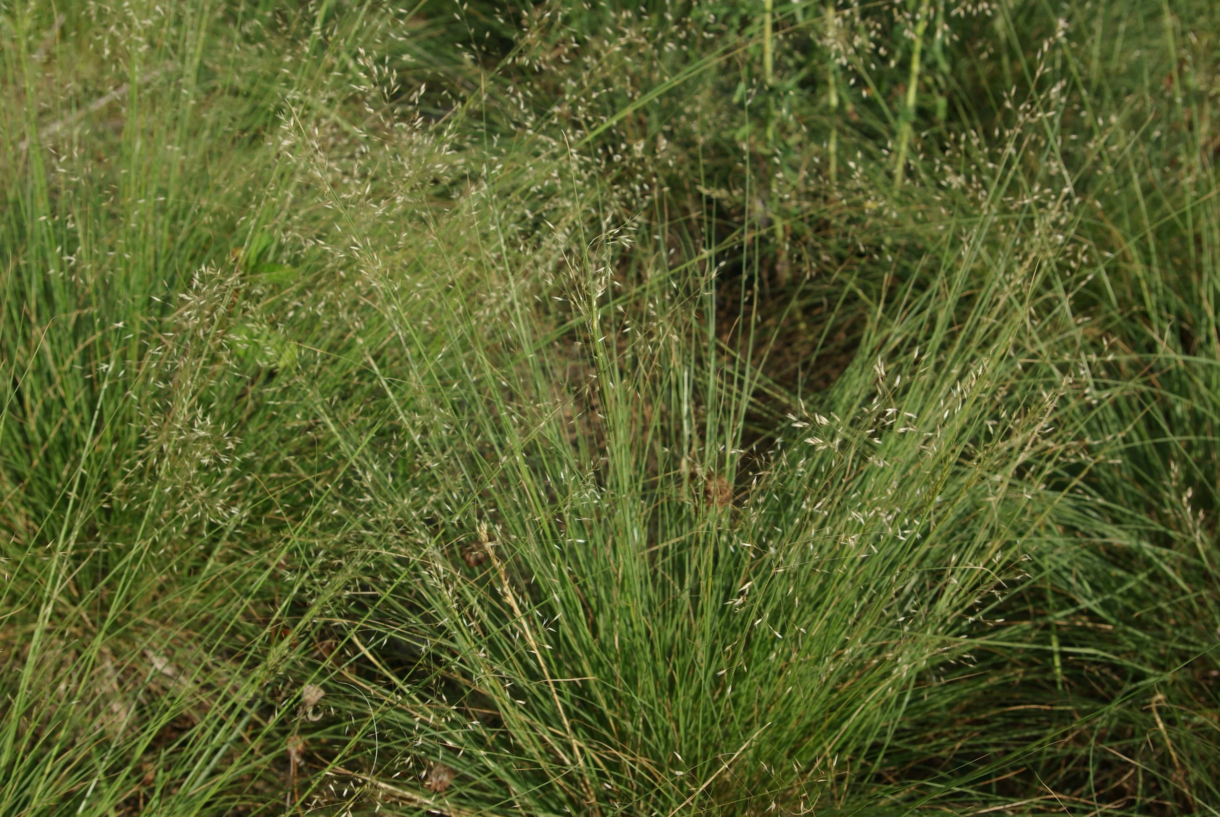 Prairie Dropseed