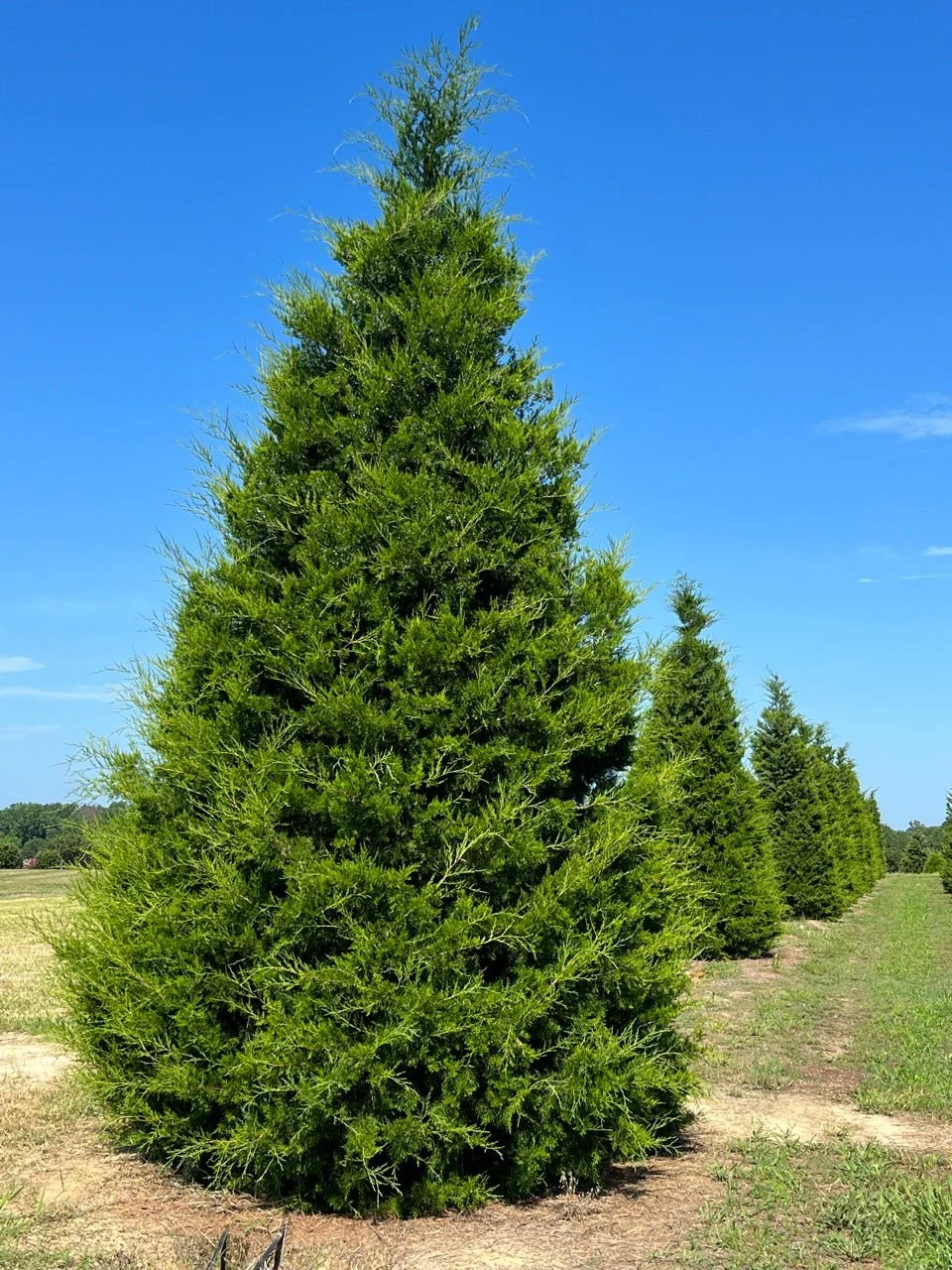 eastern red cedar.jpg