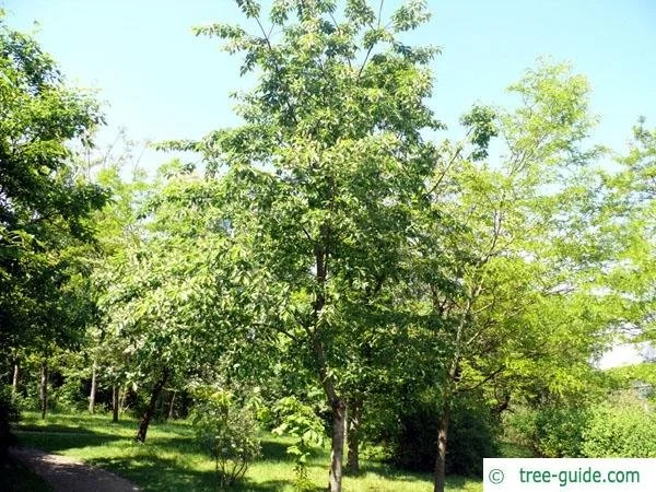Black Cherry Tree.jpg