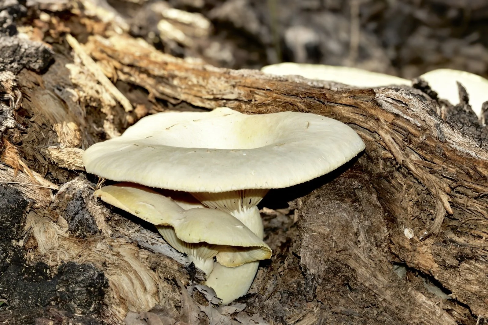 Mushroom Cultivation Workshop