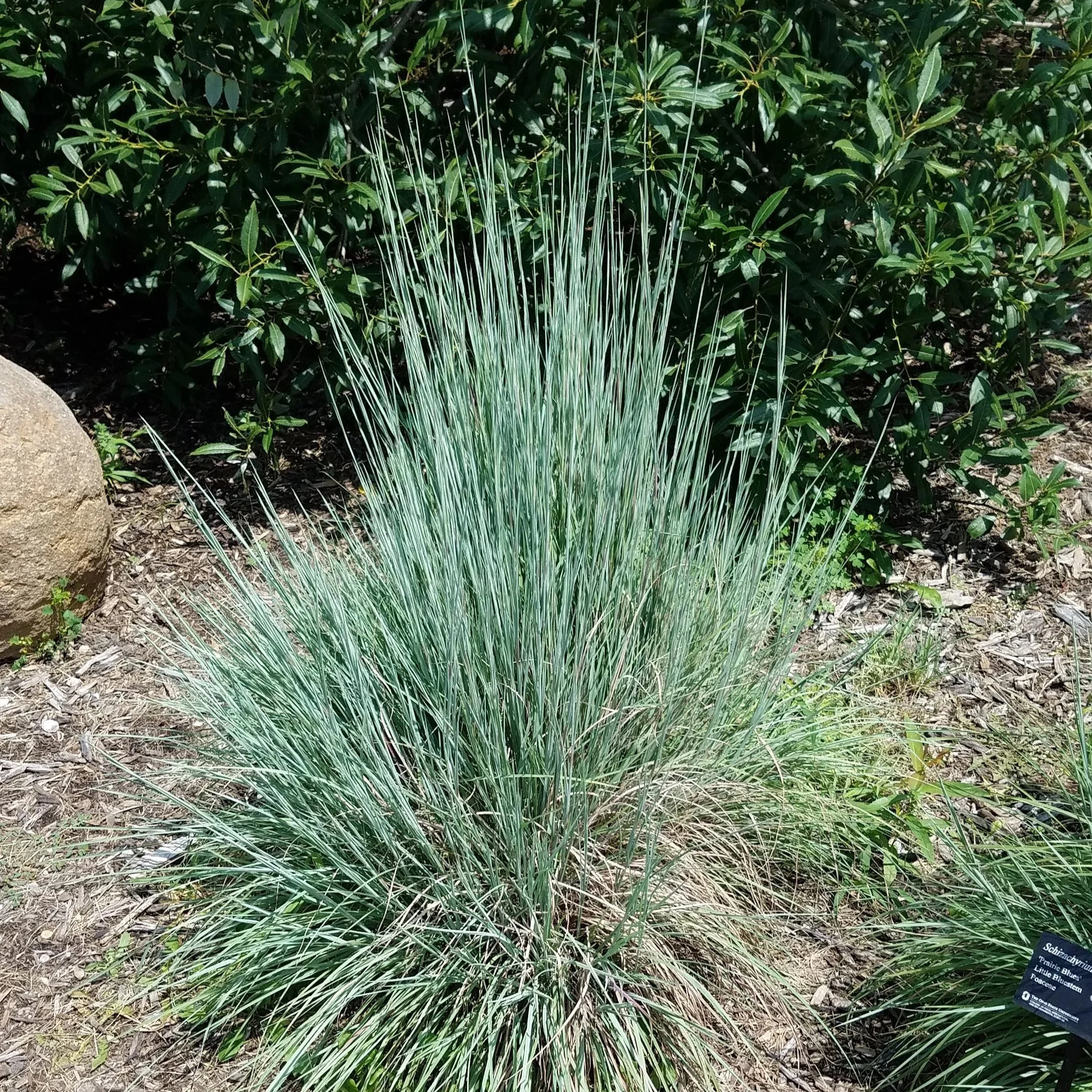 little-bluestem.jpg