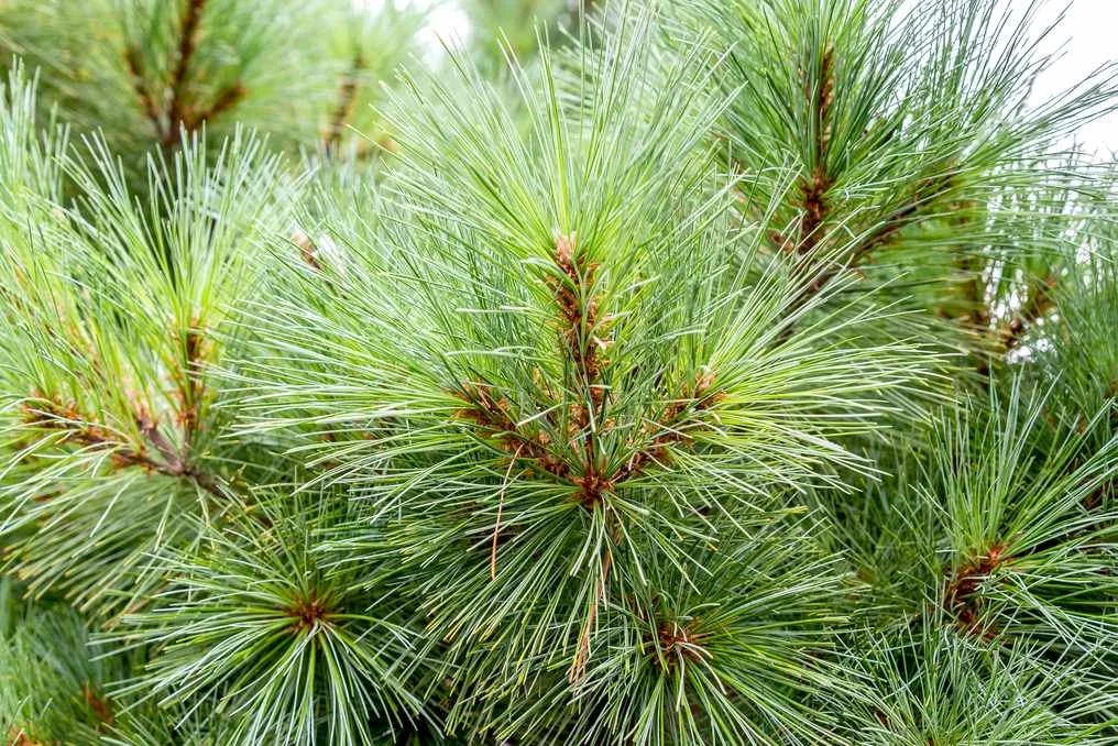 white pine.jpg