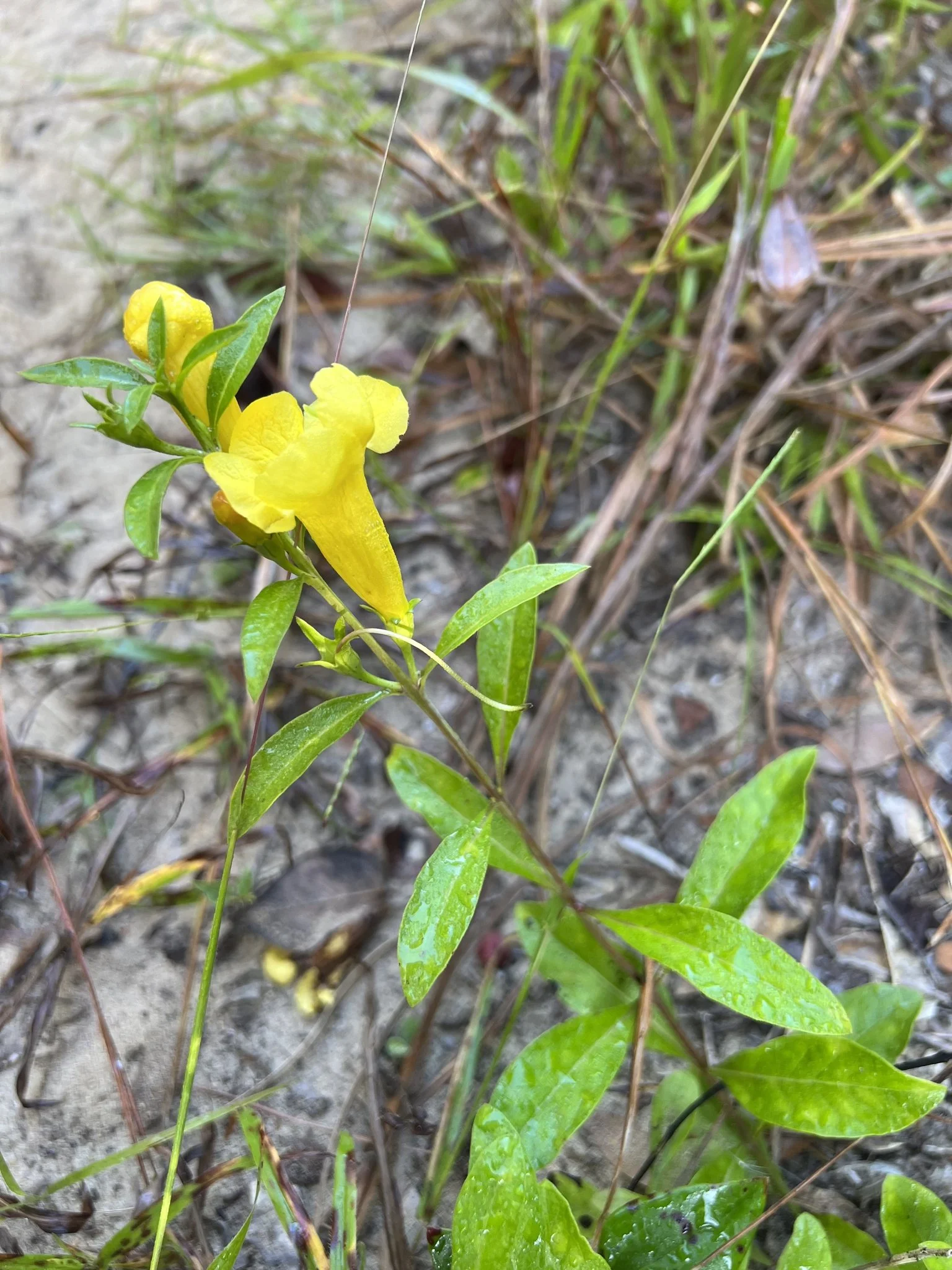 Smooth Yellow Fallse Foxglove