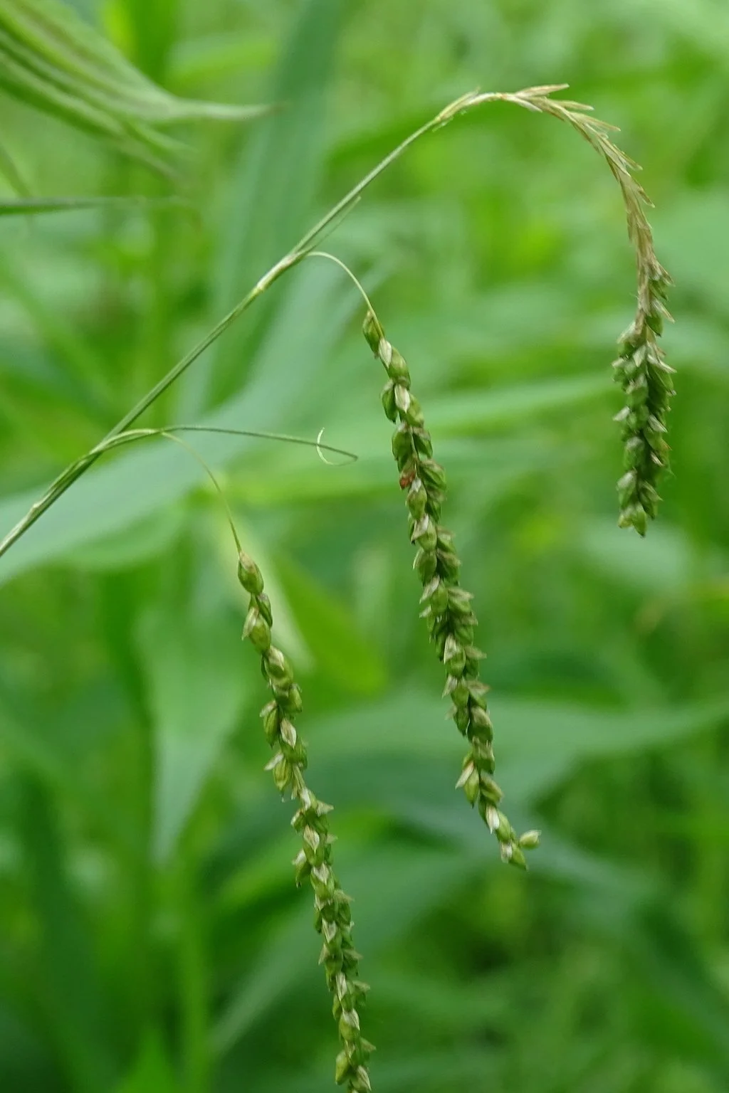 Purple Sheathed Graceful Sedge
