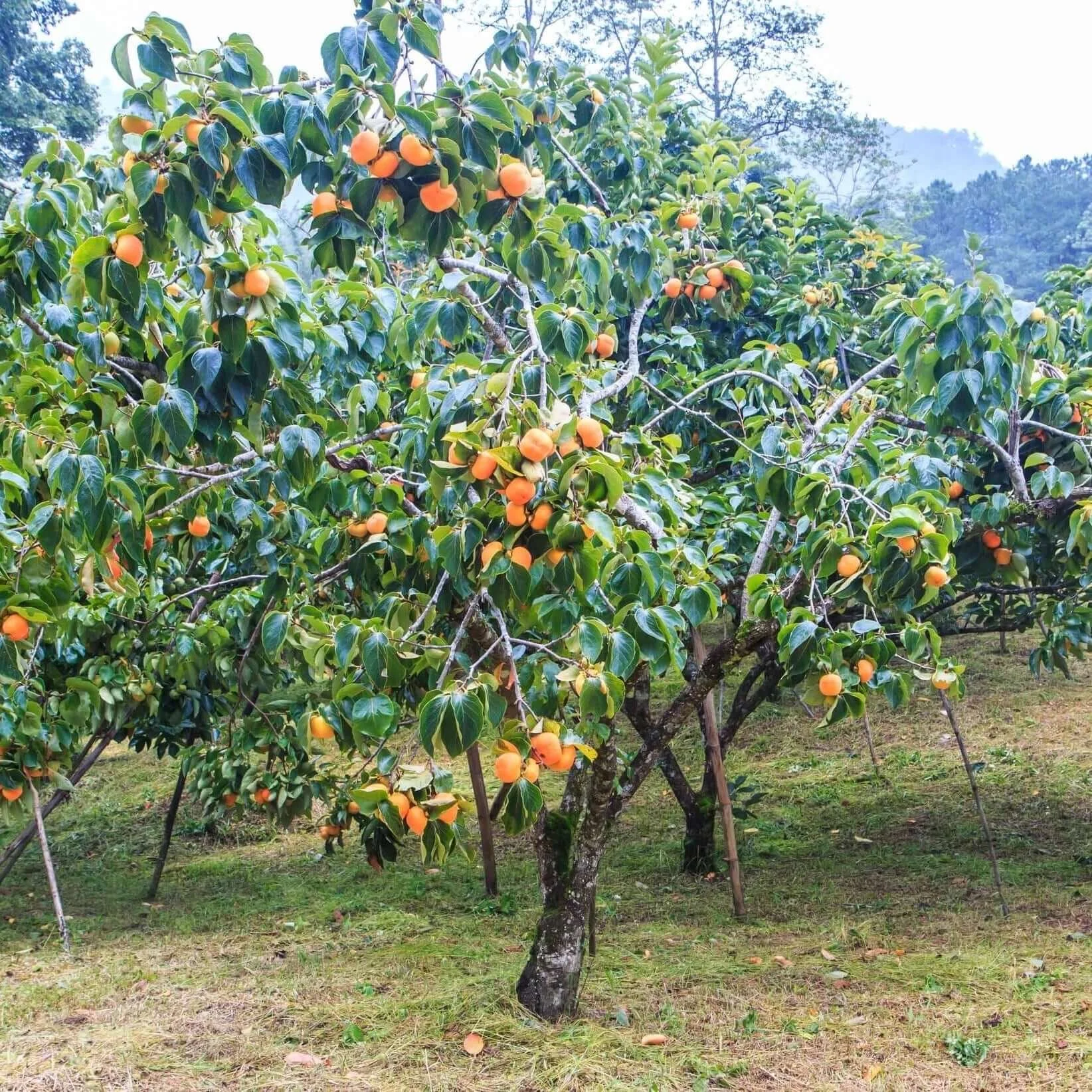 persimmon tree.jpg