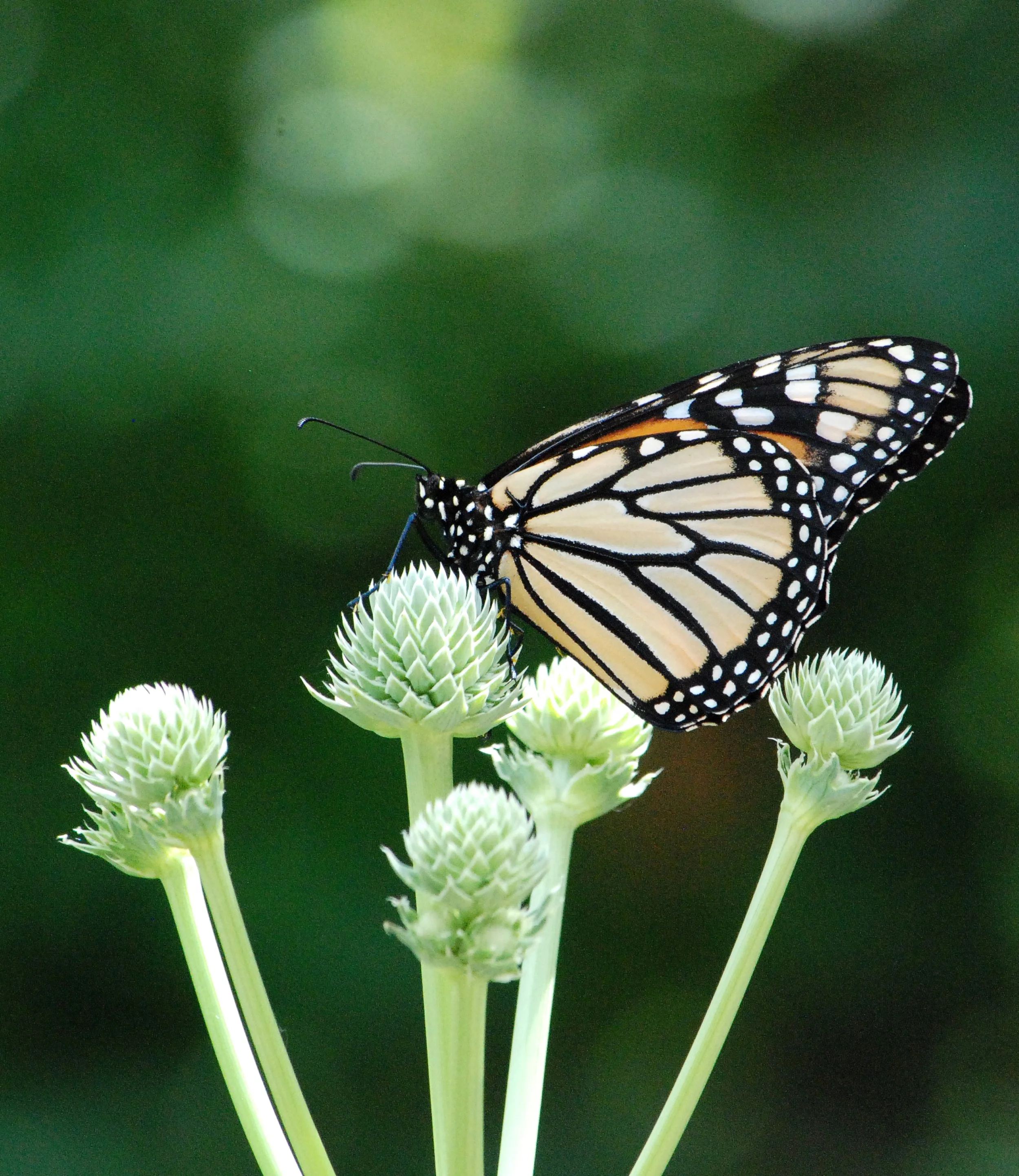 Rattlesnake Master