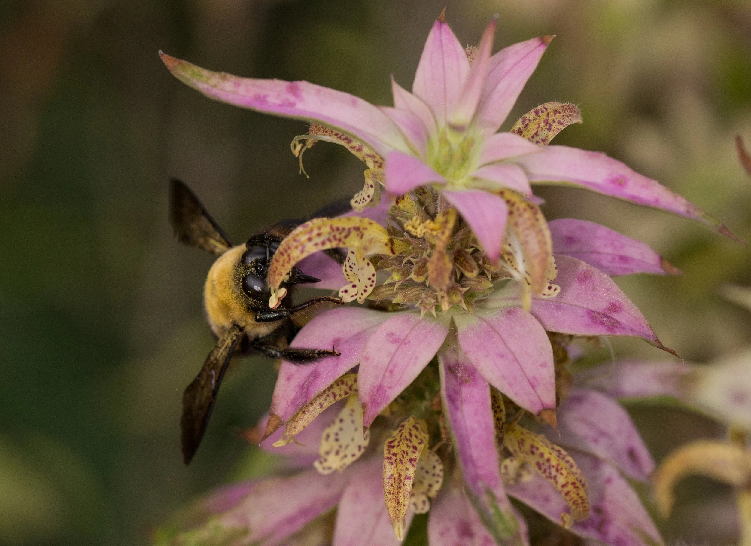 Spotted Bee Balm