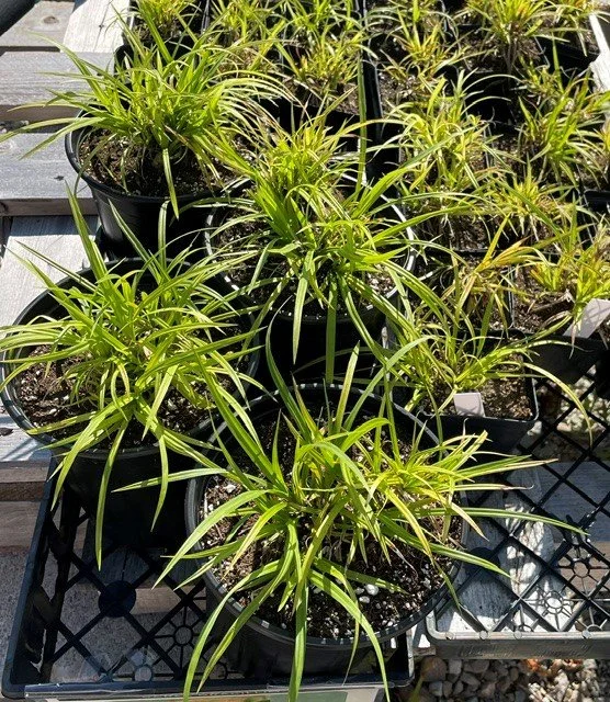 Graceful Sedge 26.jpg