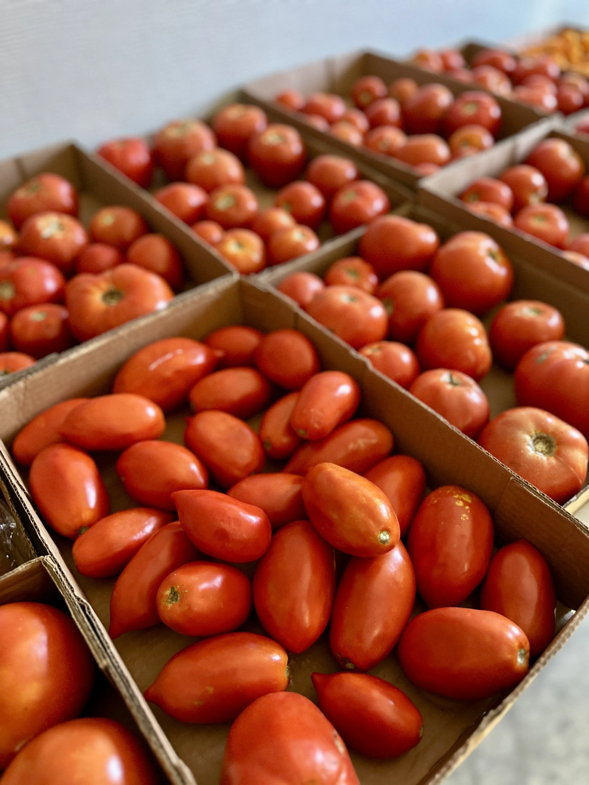 Canning & Fermentation Workshop