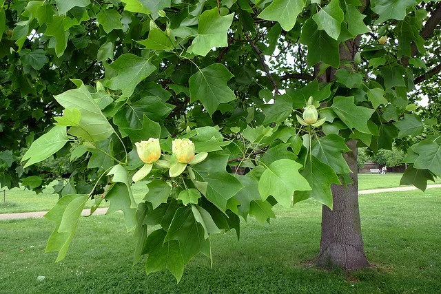 tulip poplar tree.jpg