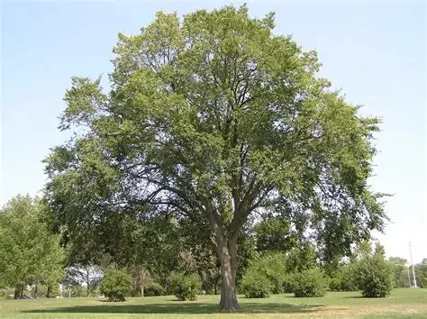 American Elm.webp (Copy)